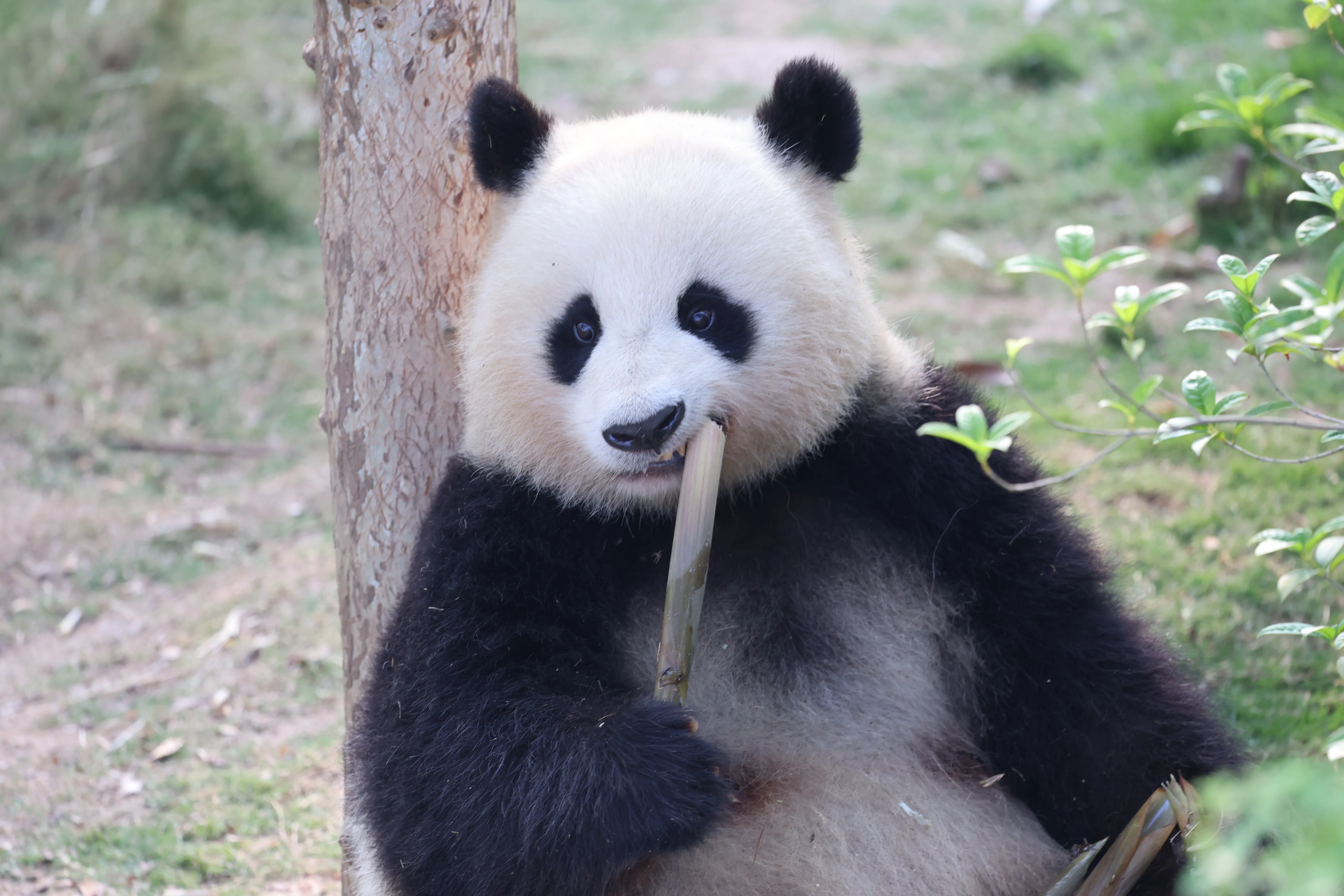 Chengdu Research Base of Giant Panda Breeding