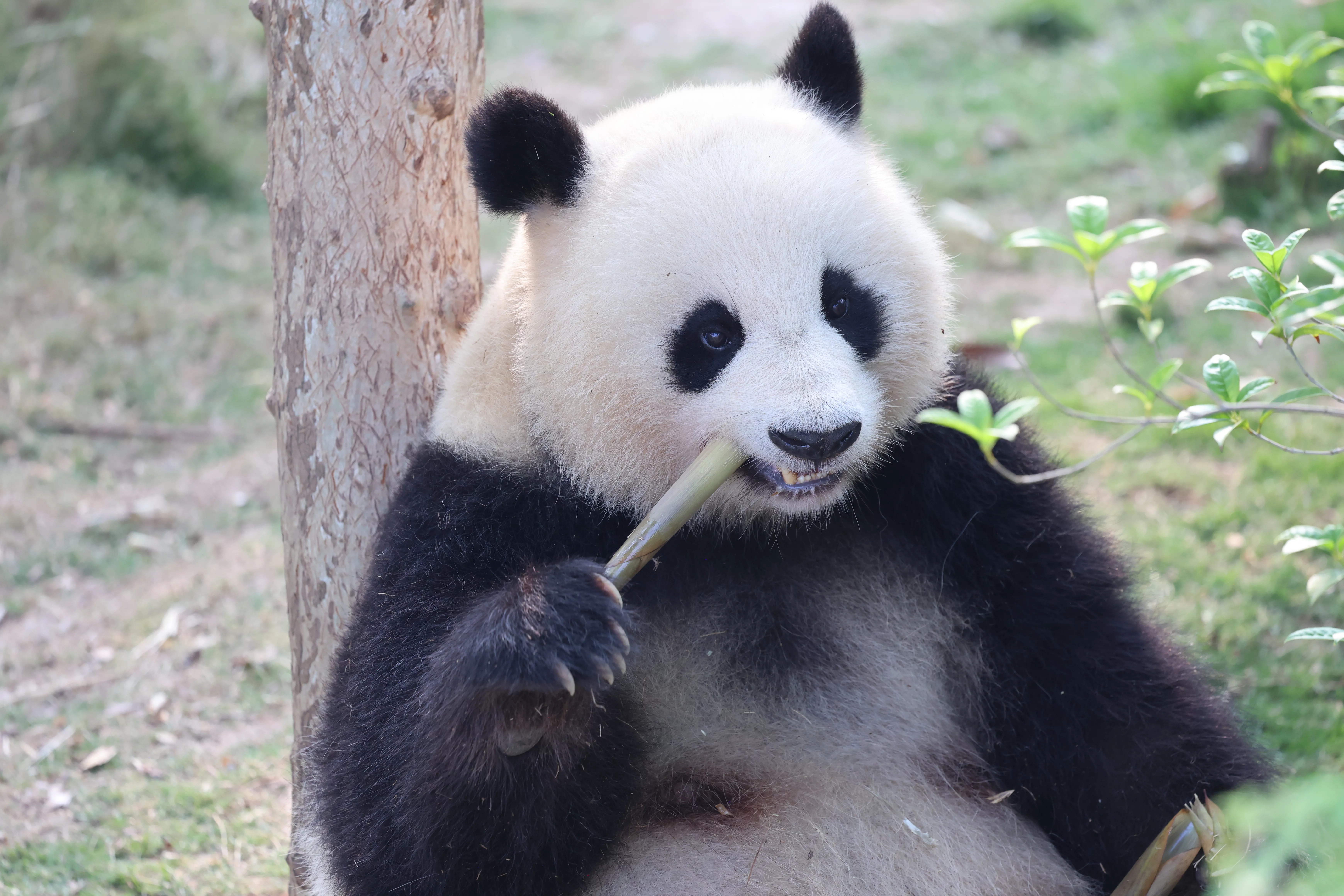 Chengdu Research Base of Giant Panda Breeding