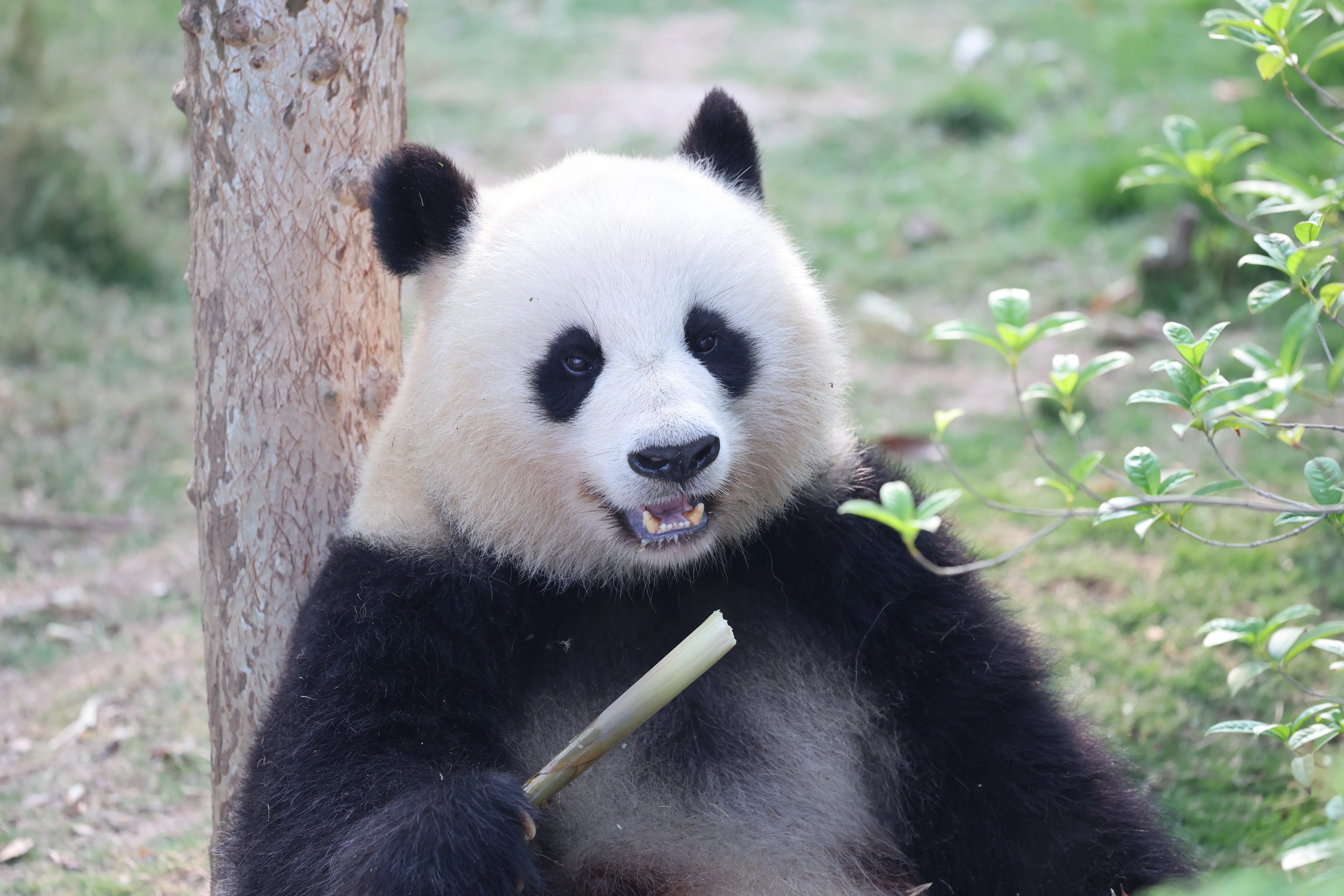 Chengdu Research Base of Giant Panda Breeding