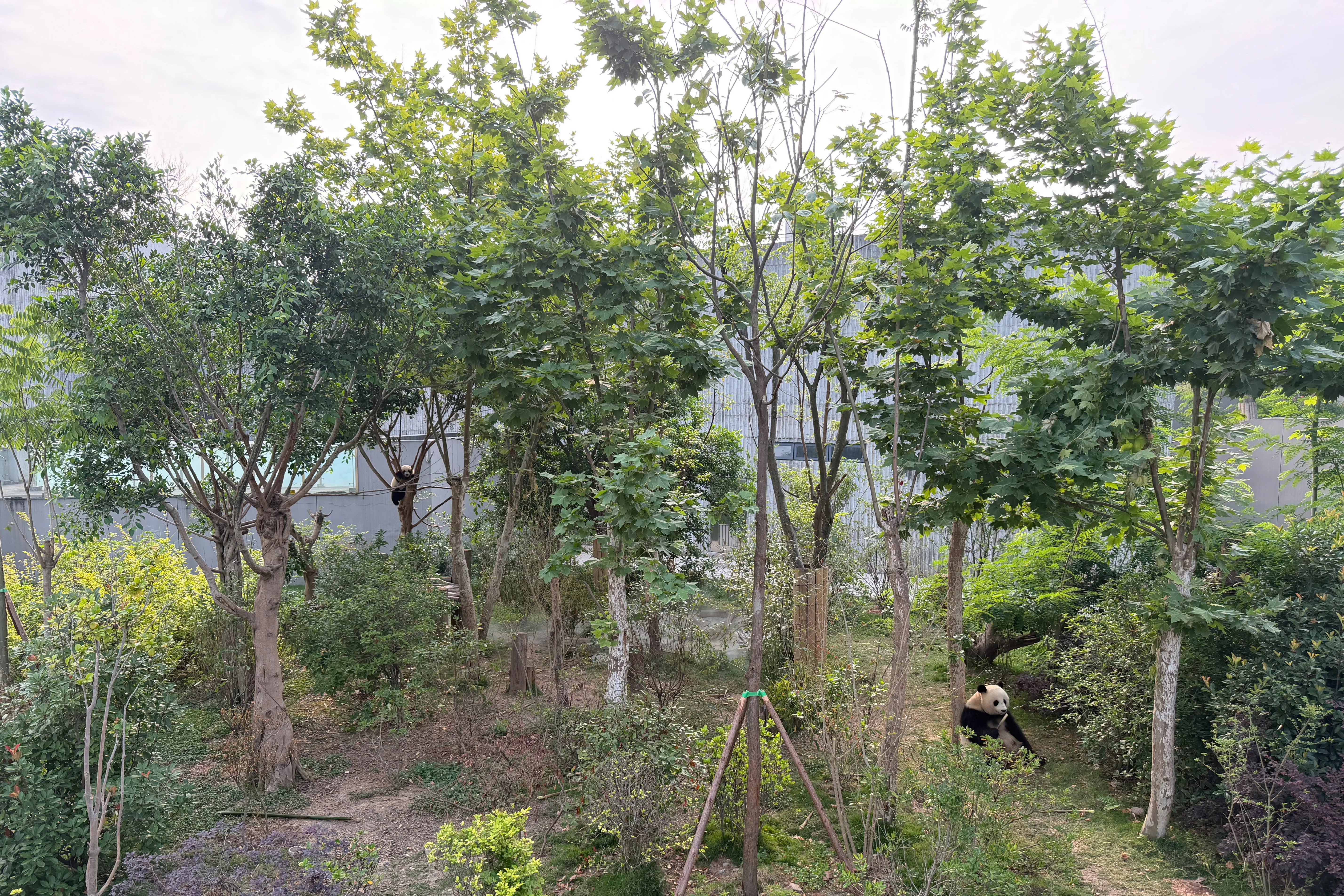 Chengdu Research Base of Giant Panda Breeding