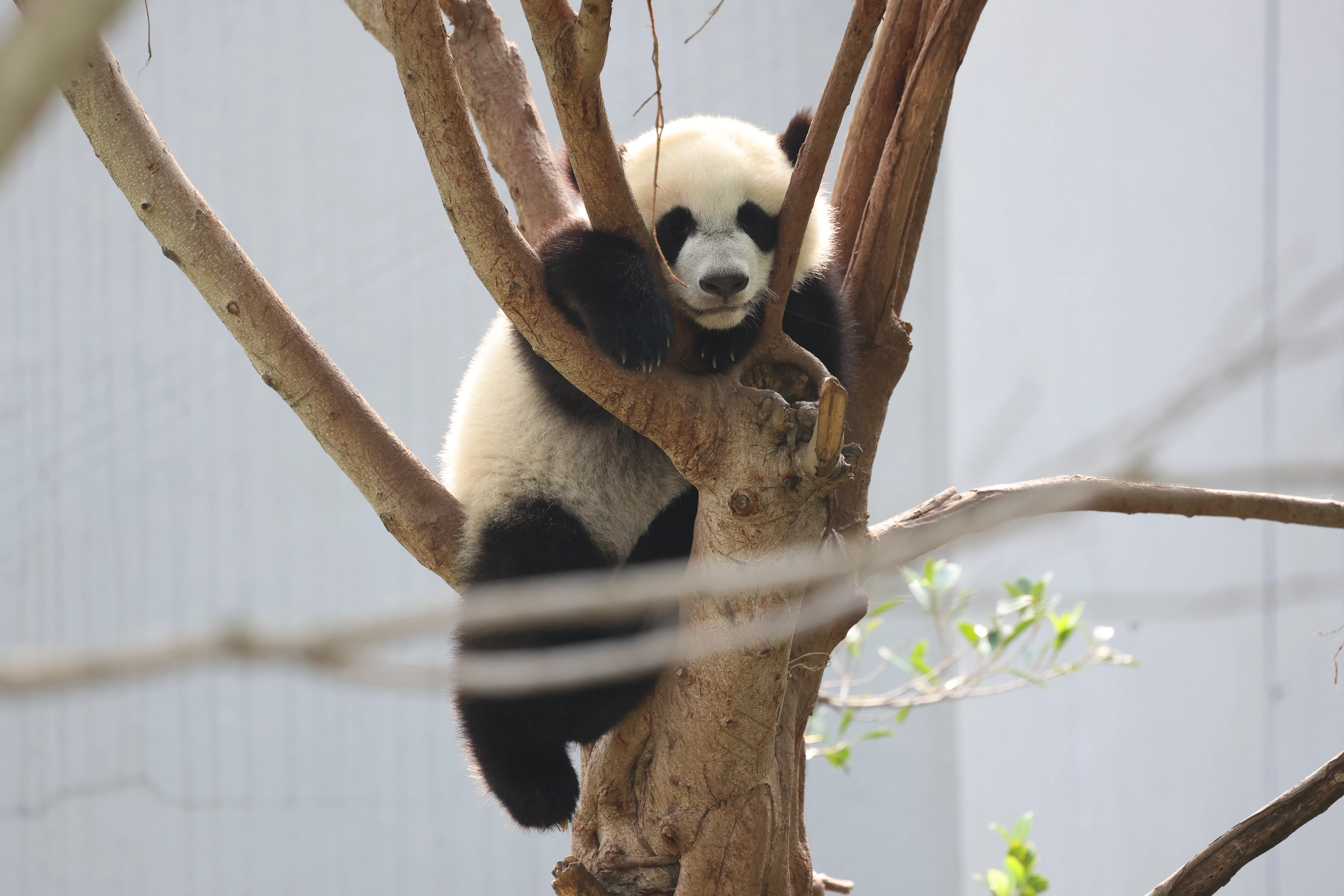 Chengdu Research Base of Giant Panda Breeding