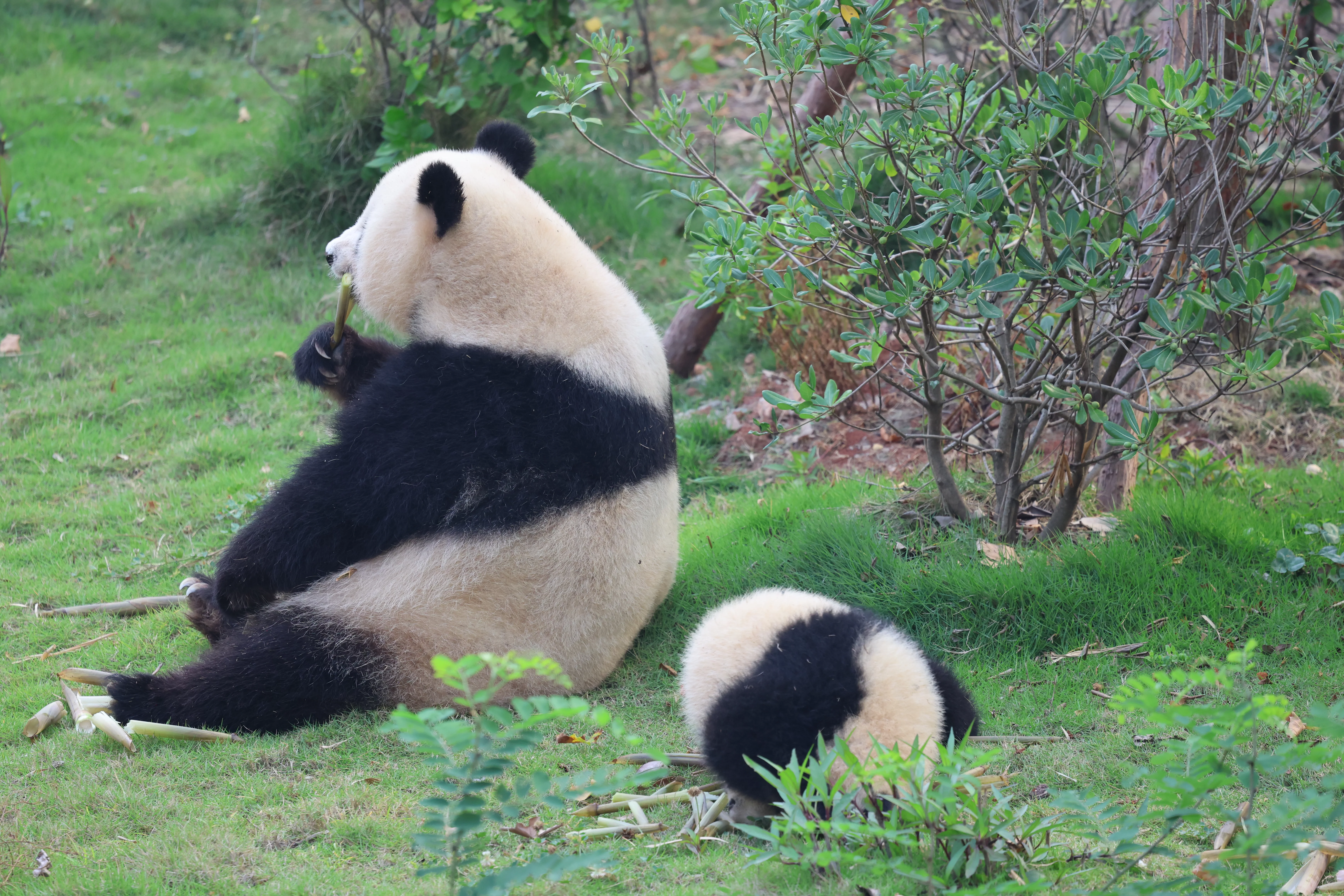 Chengdu Research Base of Giant Panda Breeding