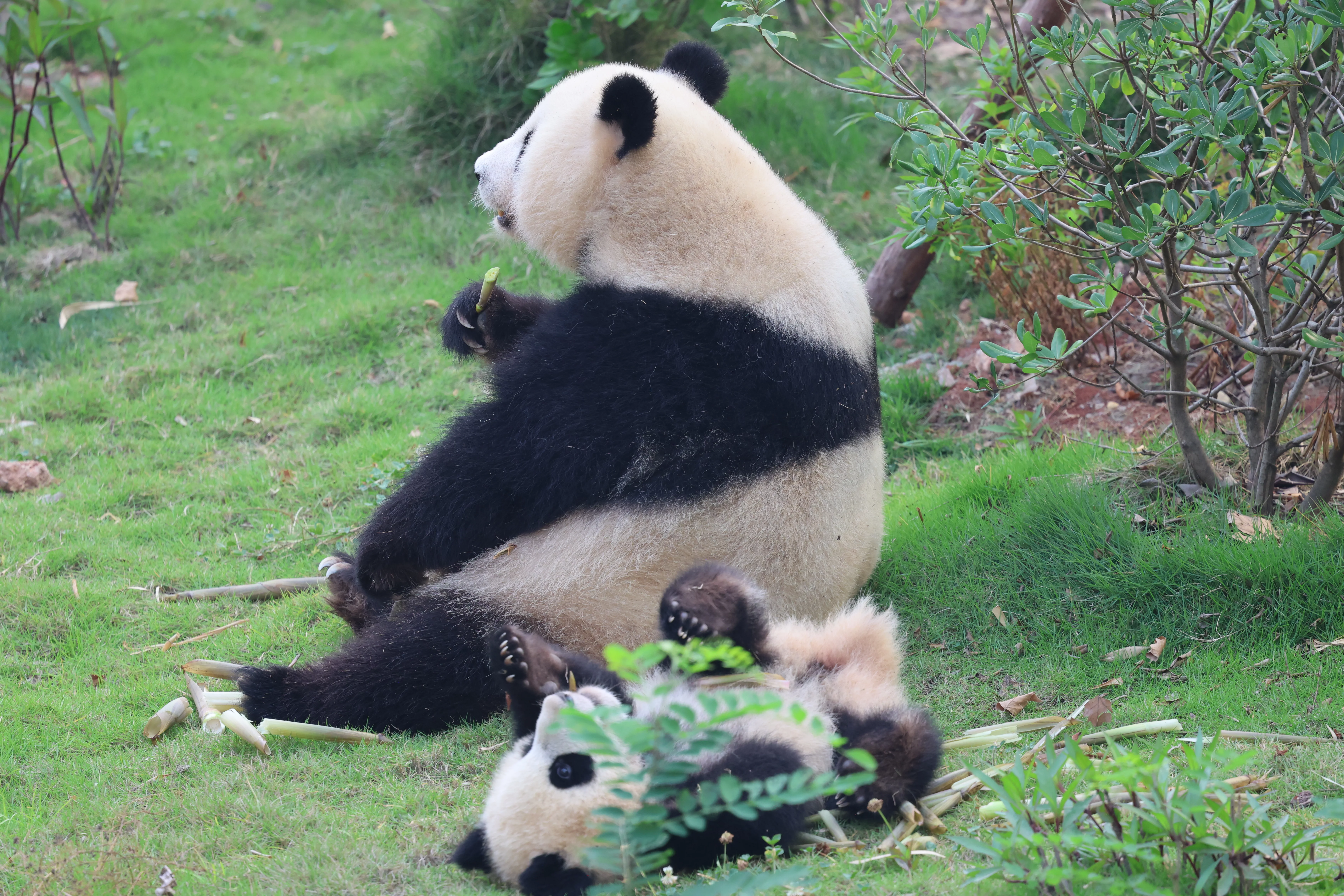 Chengdu Research Base of Giant Panda Breeding