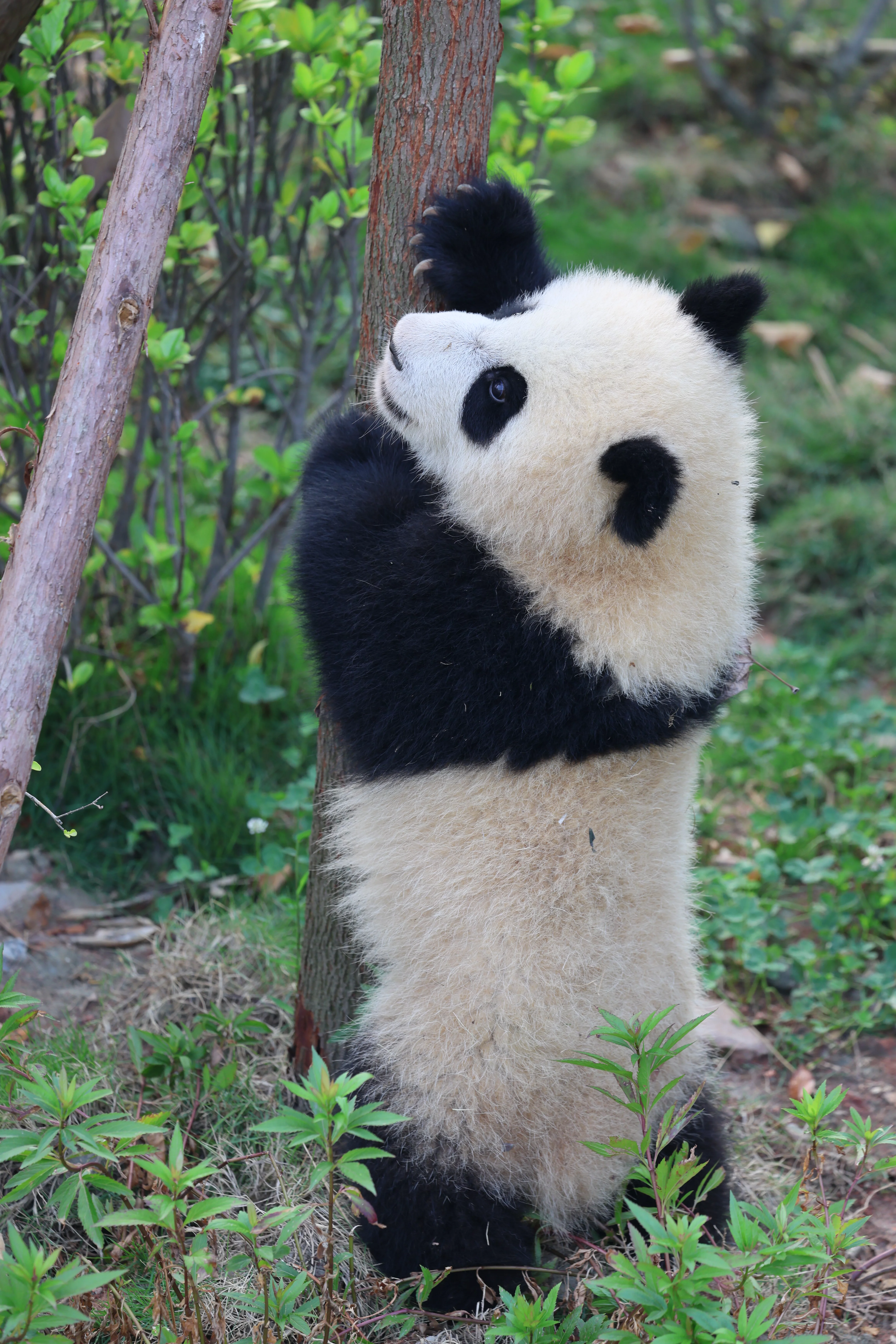 Chengdu Research Base of Giant Panda Breeding