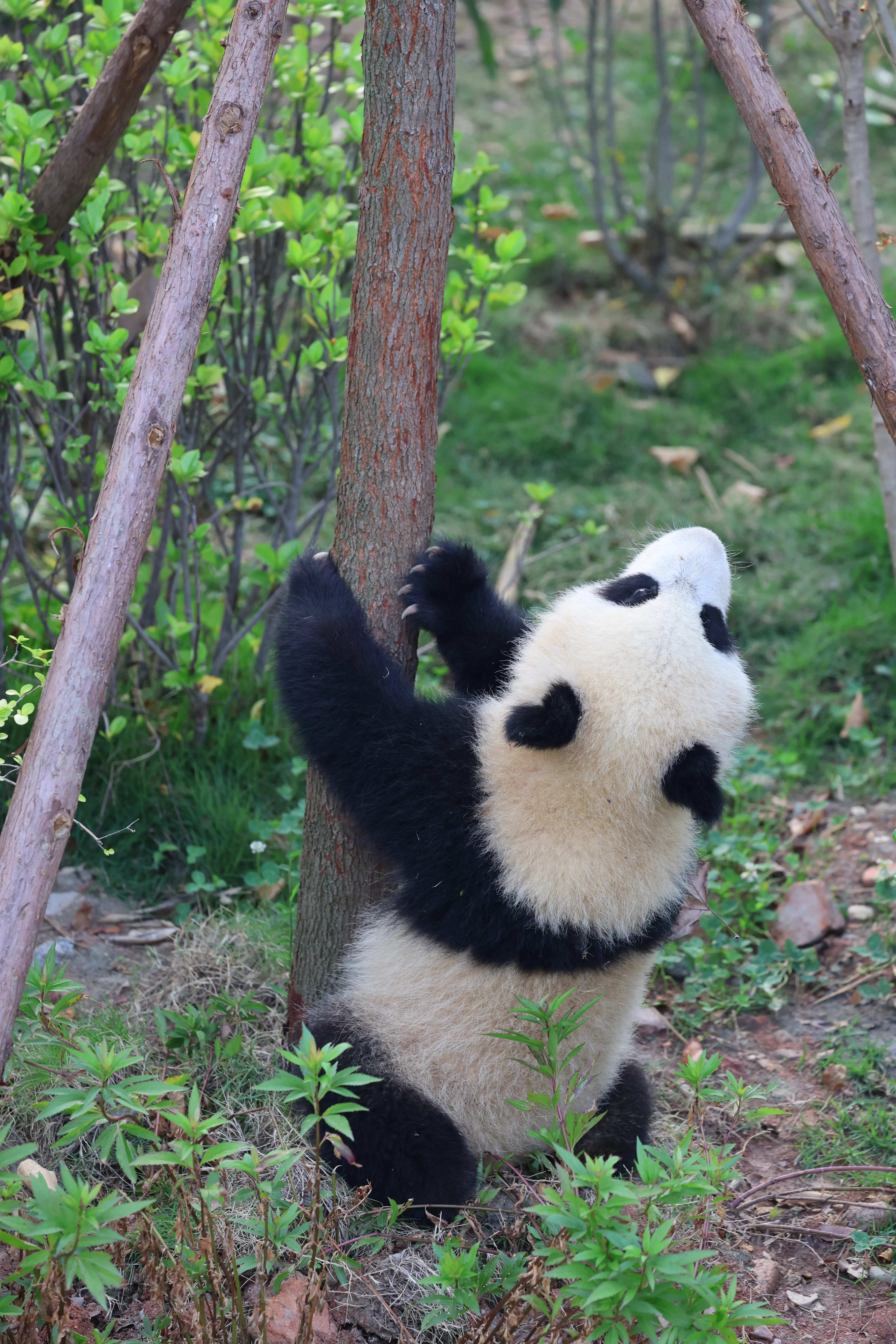 Chengdu Research Base of Giant Panda Breeding
