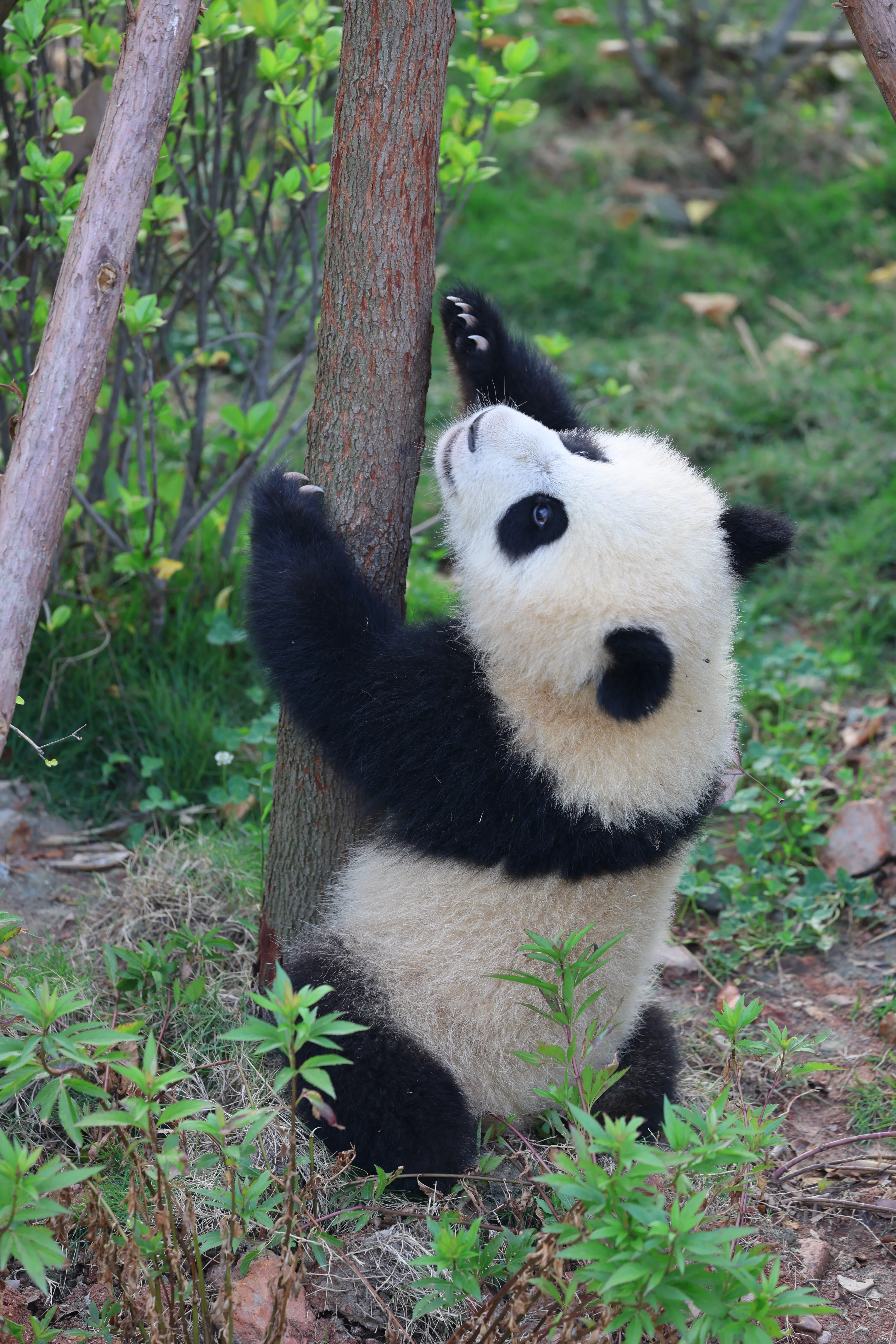 Chengdu Research Base of Giant Panda Breeding