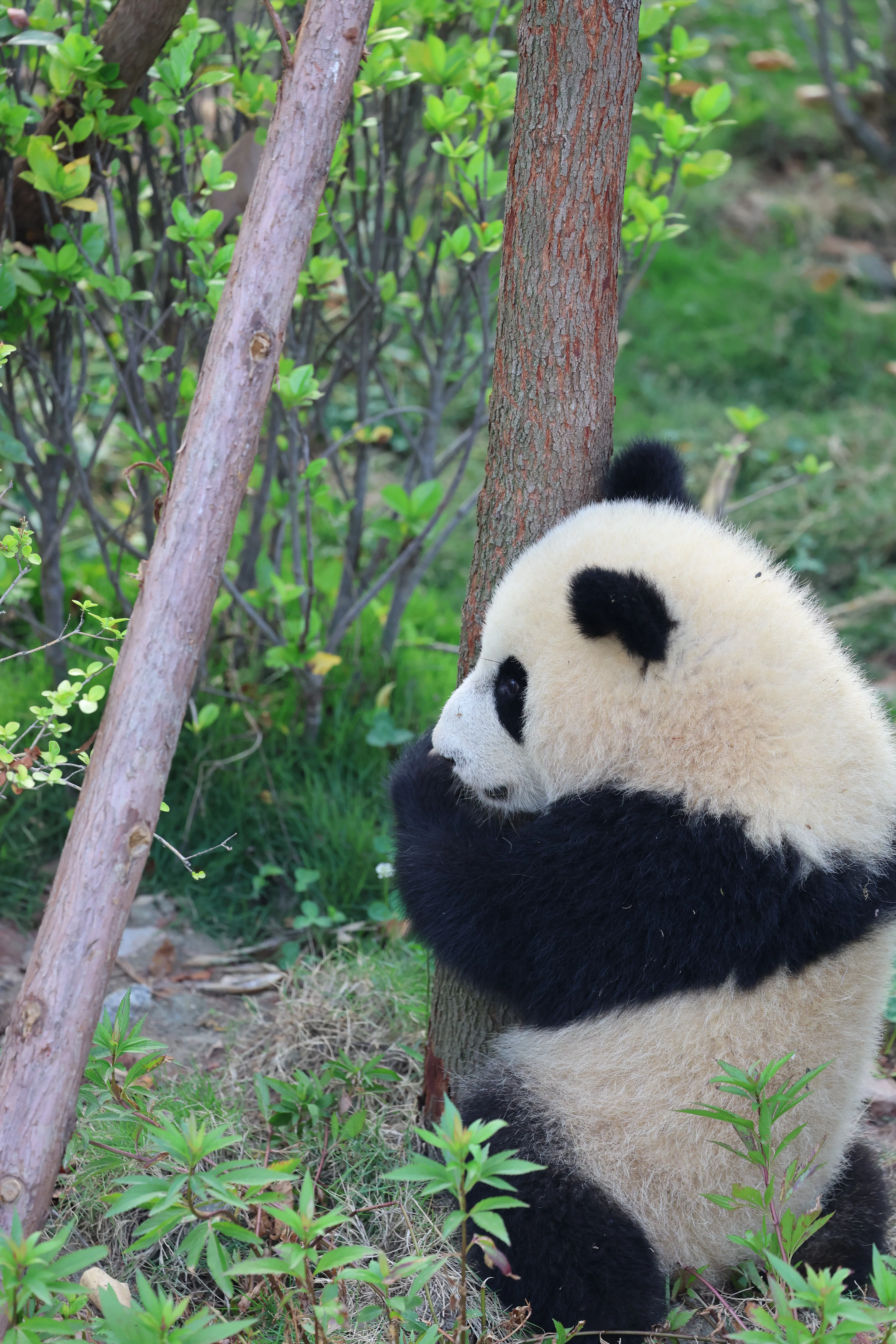 Chengdu Research Base of Giant Panda Breeding