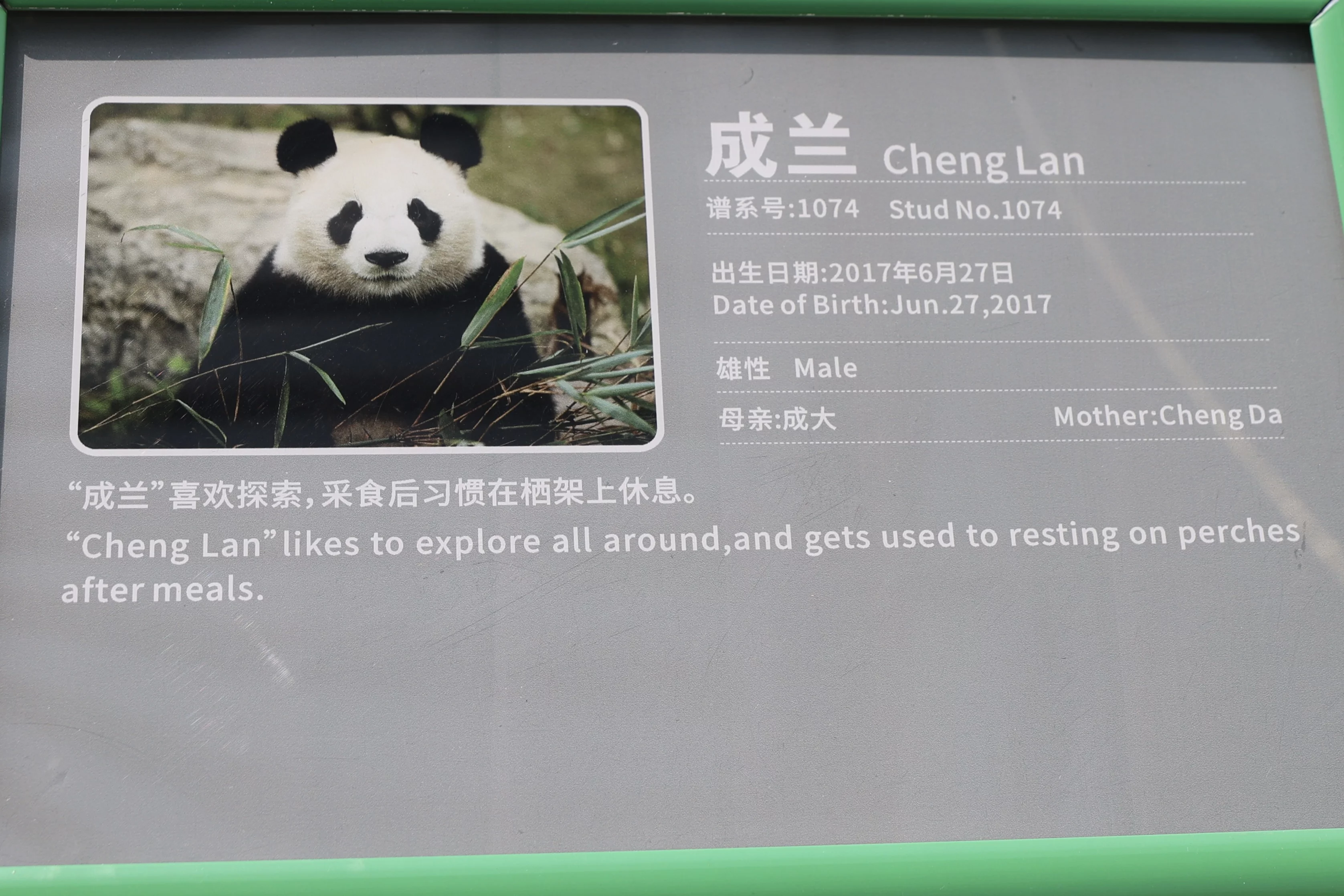 Chengdu Research Base of Giant Panda Breeding