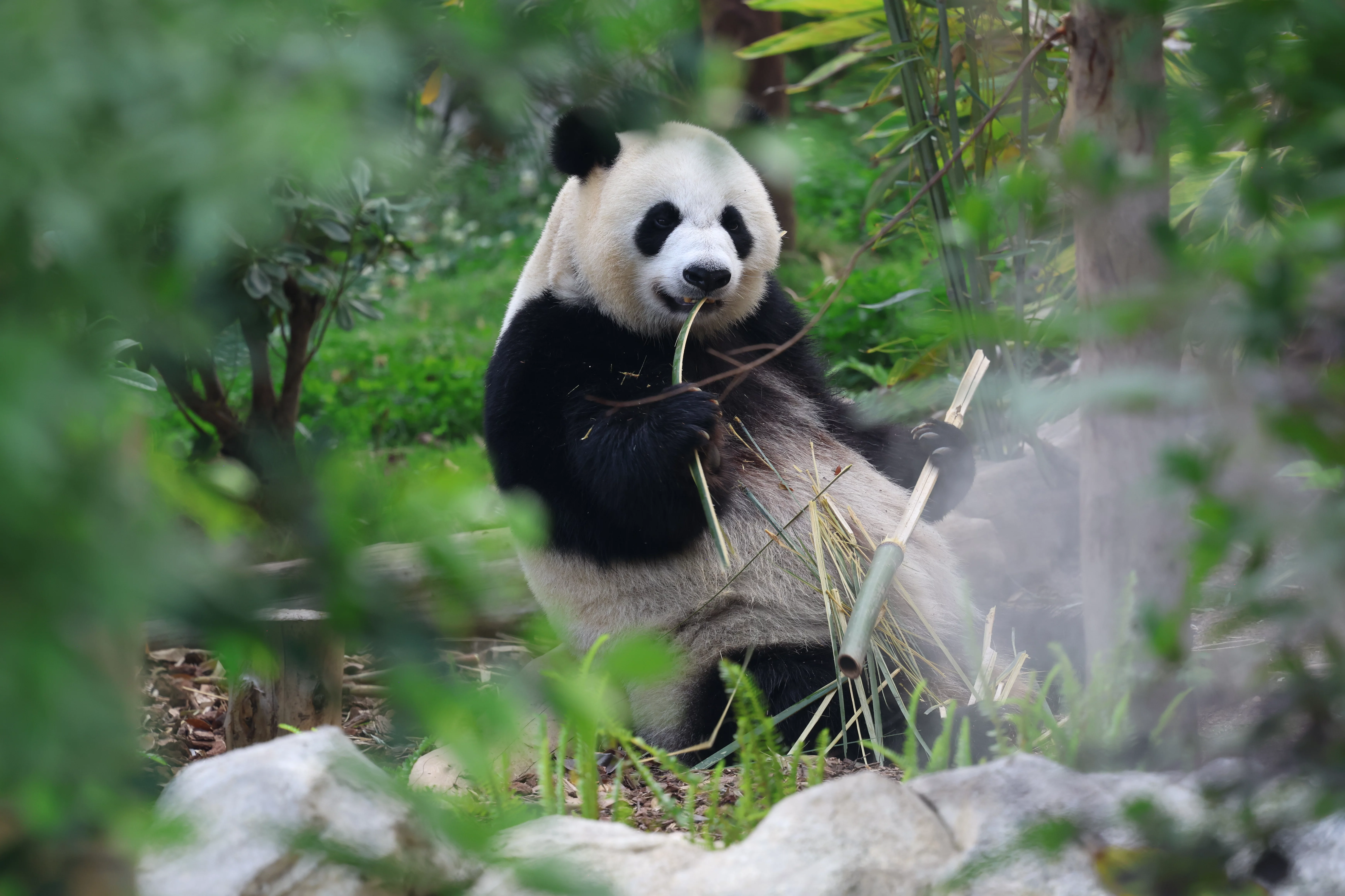 Chengdu Research Base of Giant Panda Breeding
