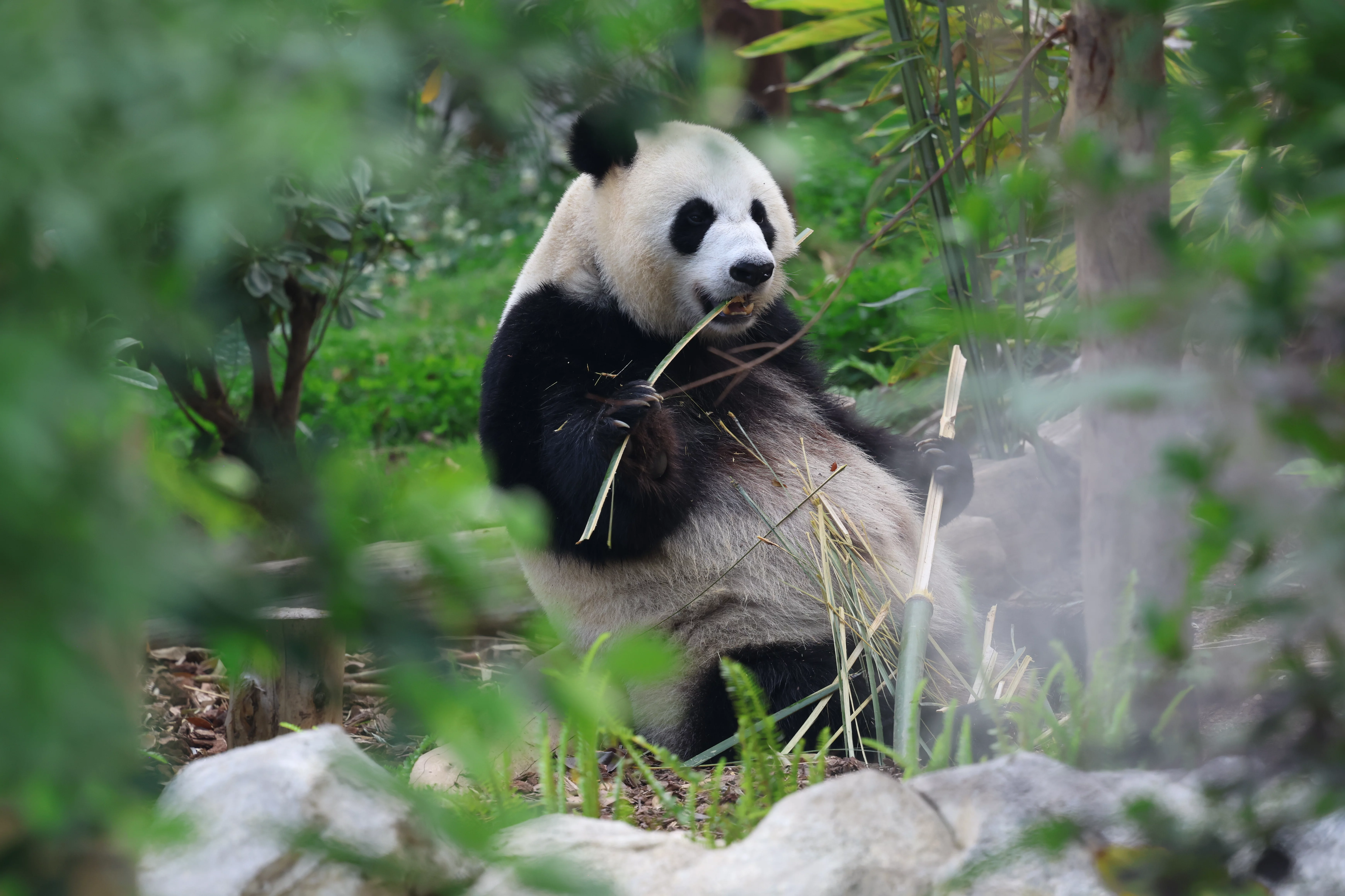 Chengdu Research Base of Giant Panda Breeding