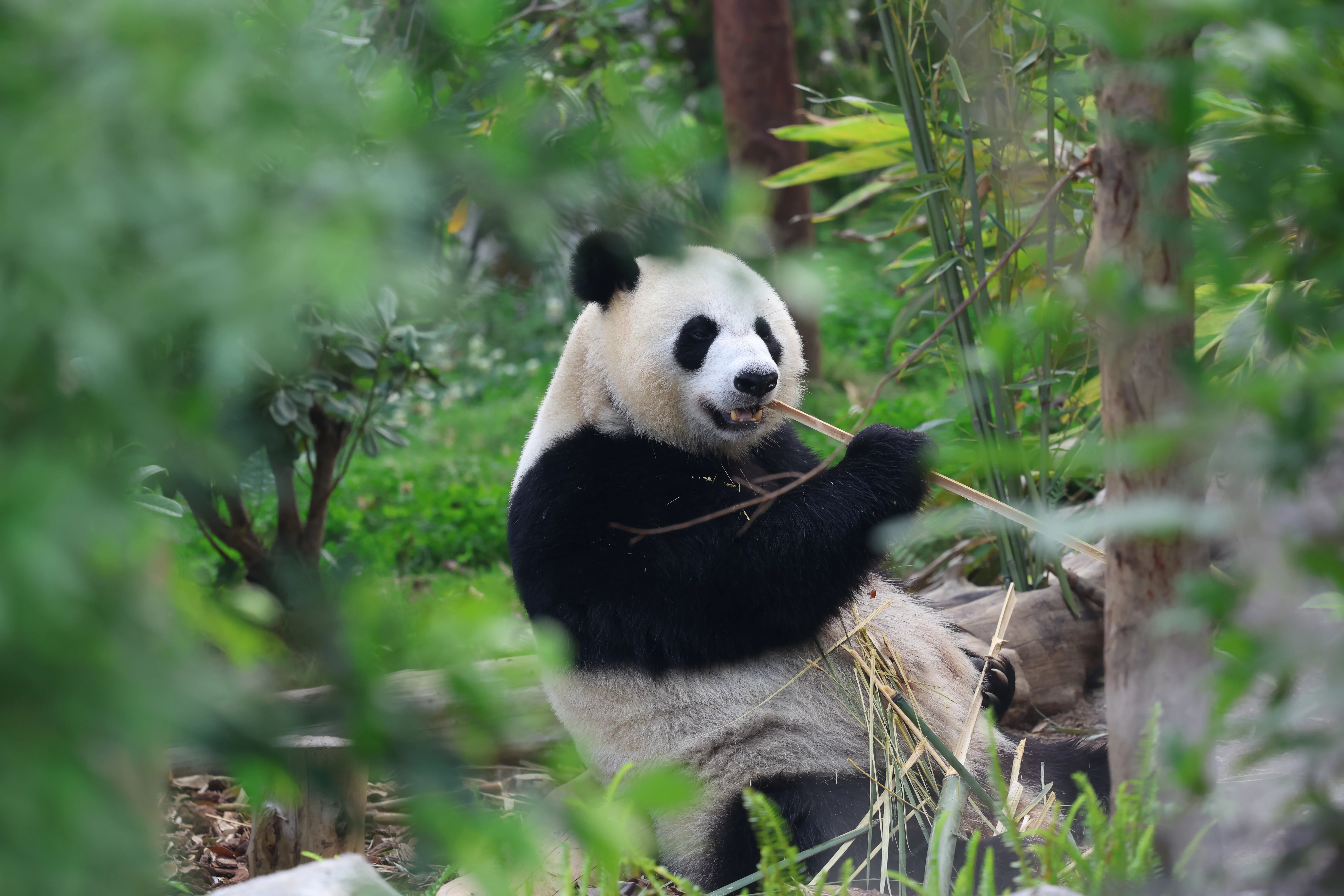 Chengdu Research Base of Giant Panda Breeding