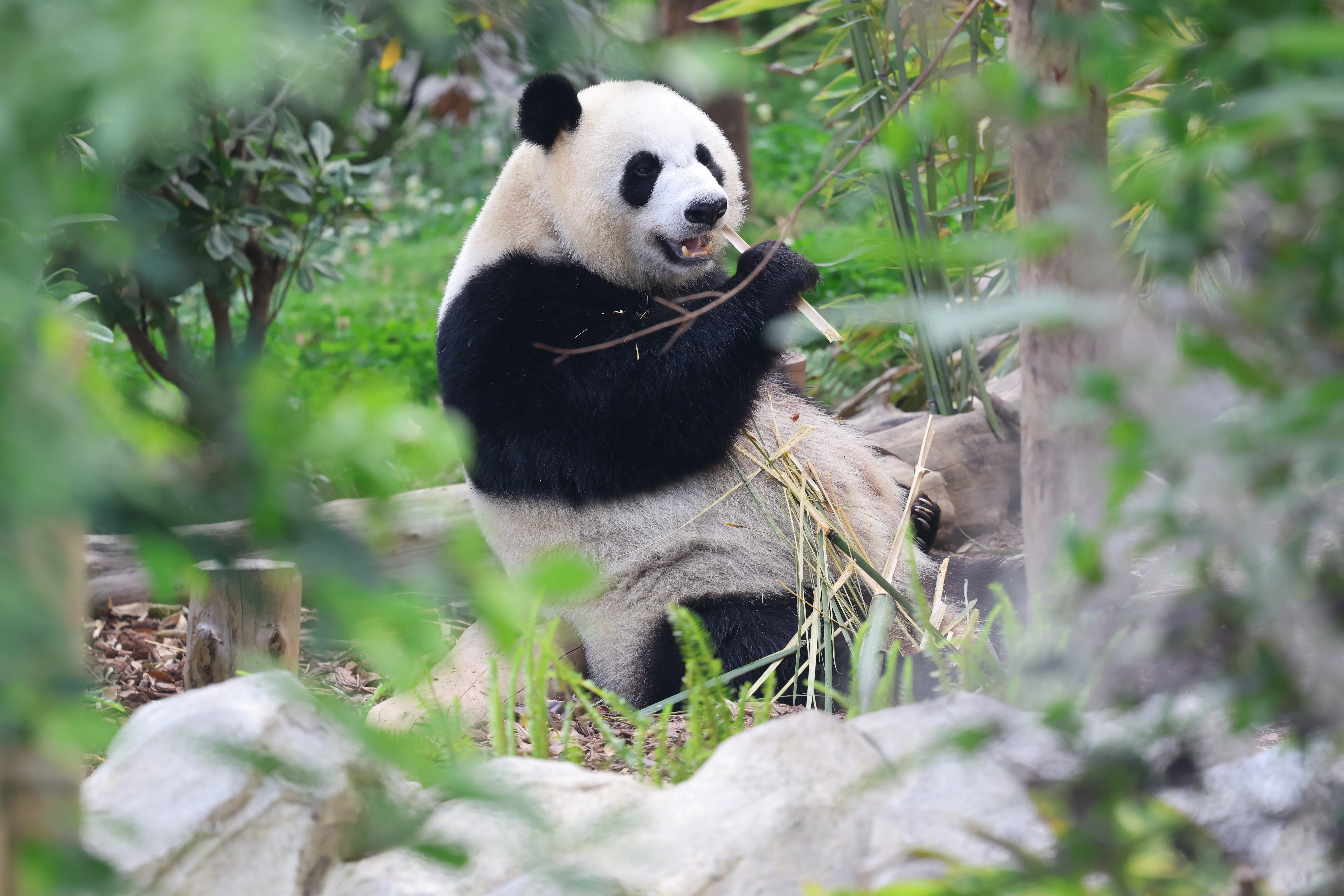 Chengdu Research Base of Giant Panda Breeding
