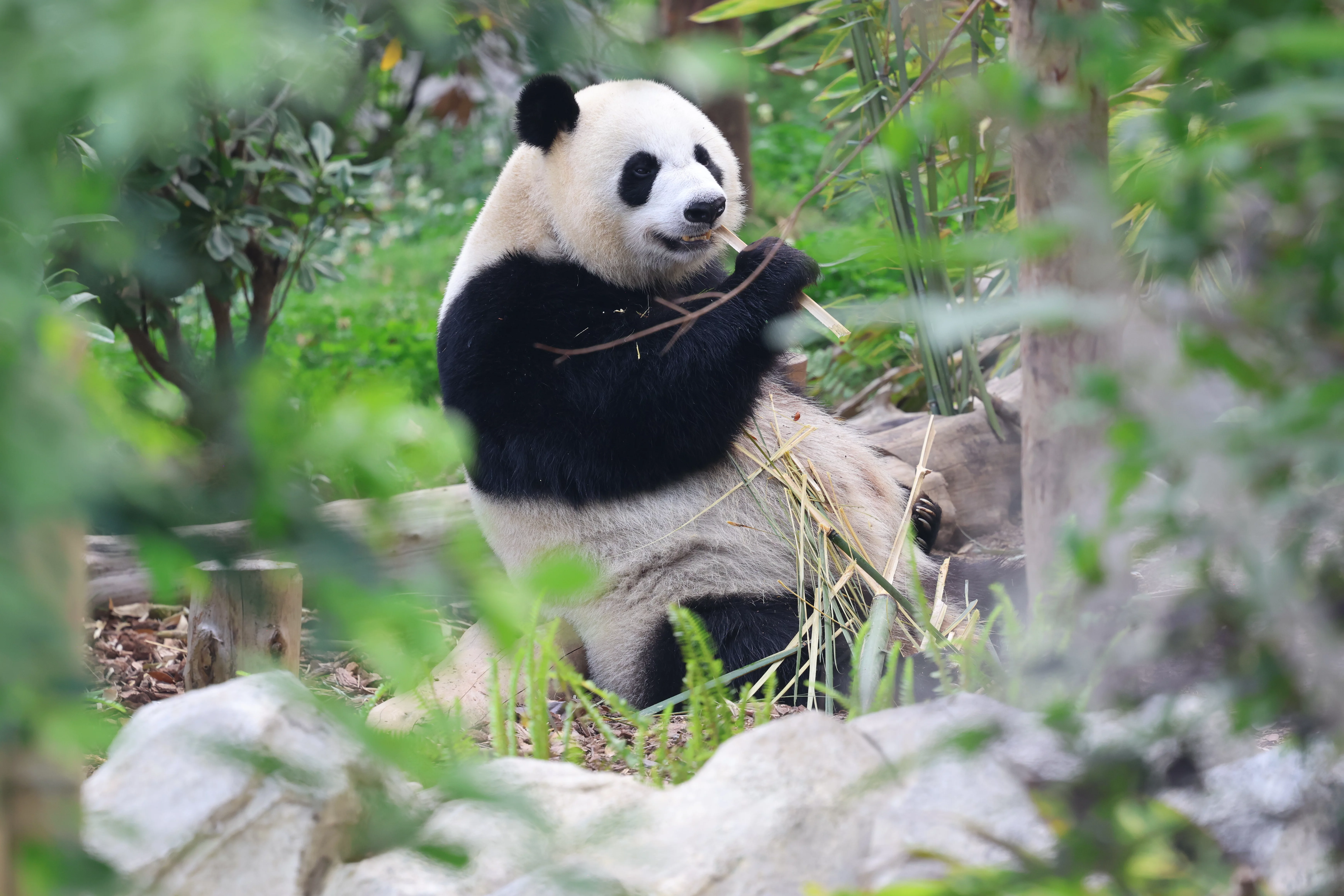 Chengdu Research Base of Giant Panda Breeding