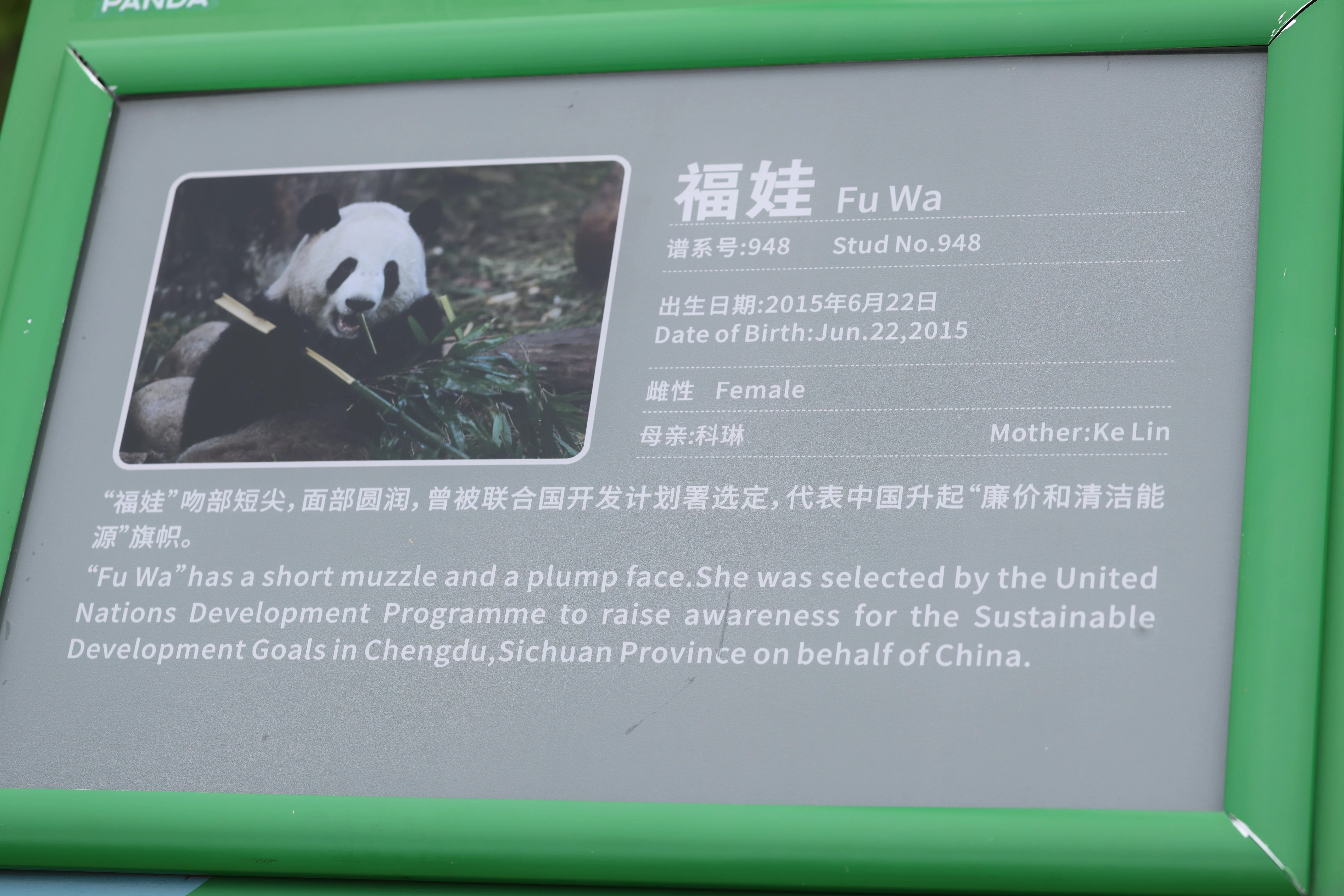 Chengdu Research Base of Giant Panda Breeding