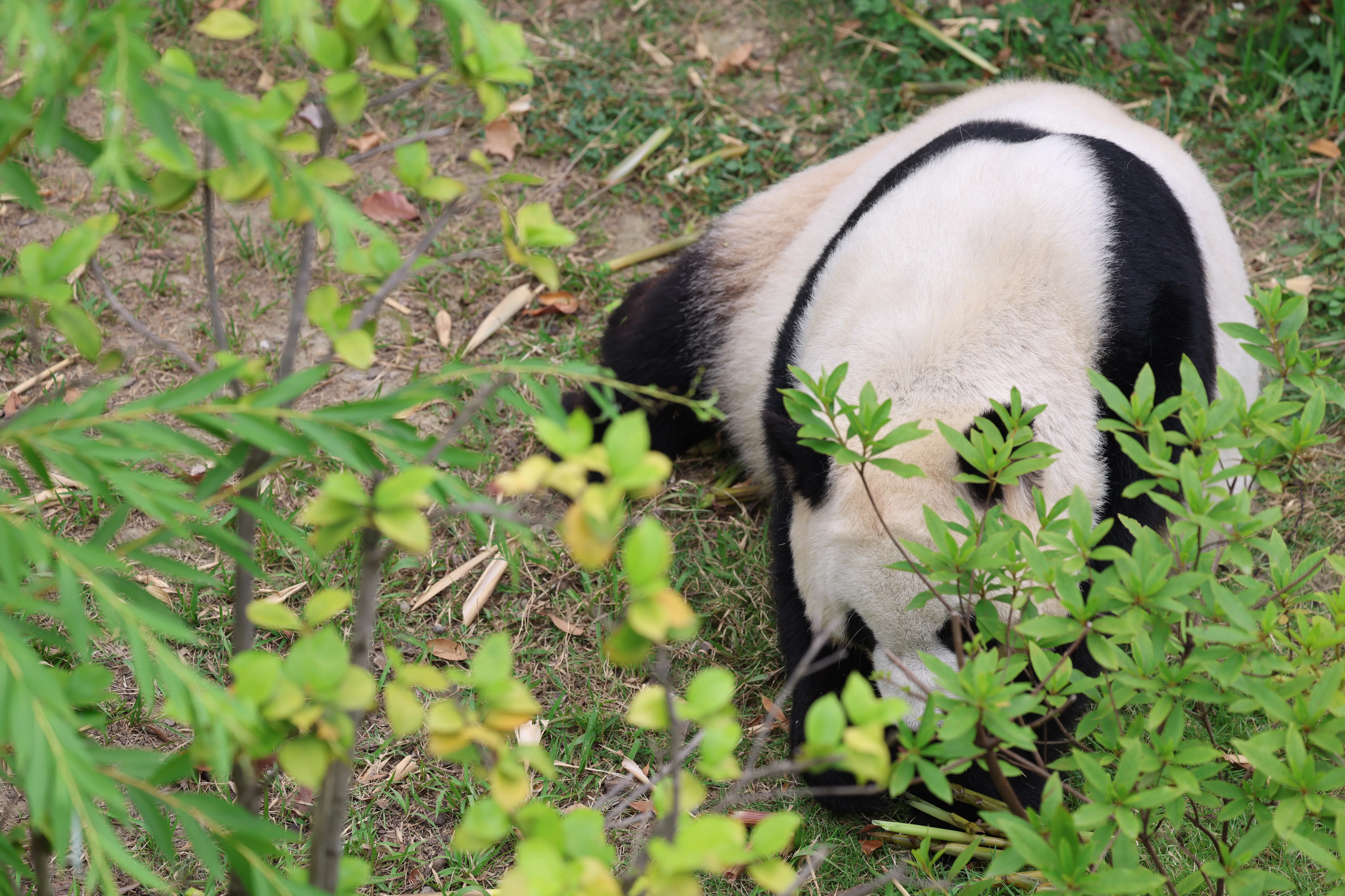 Chengdu Research Base of Giant Panda Breeding