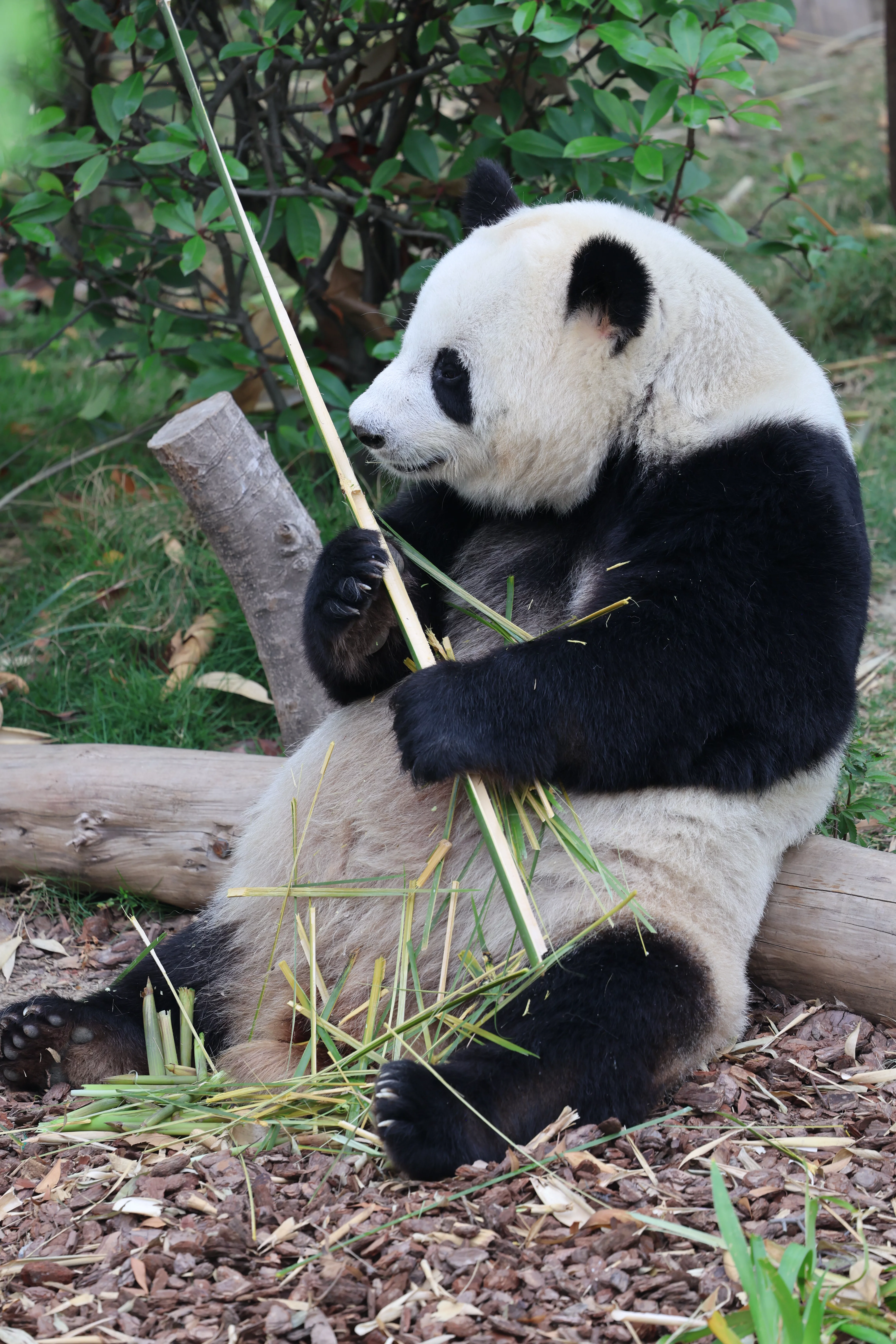 Chengdu Research Base of Giant Panda Breeding