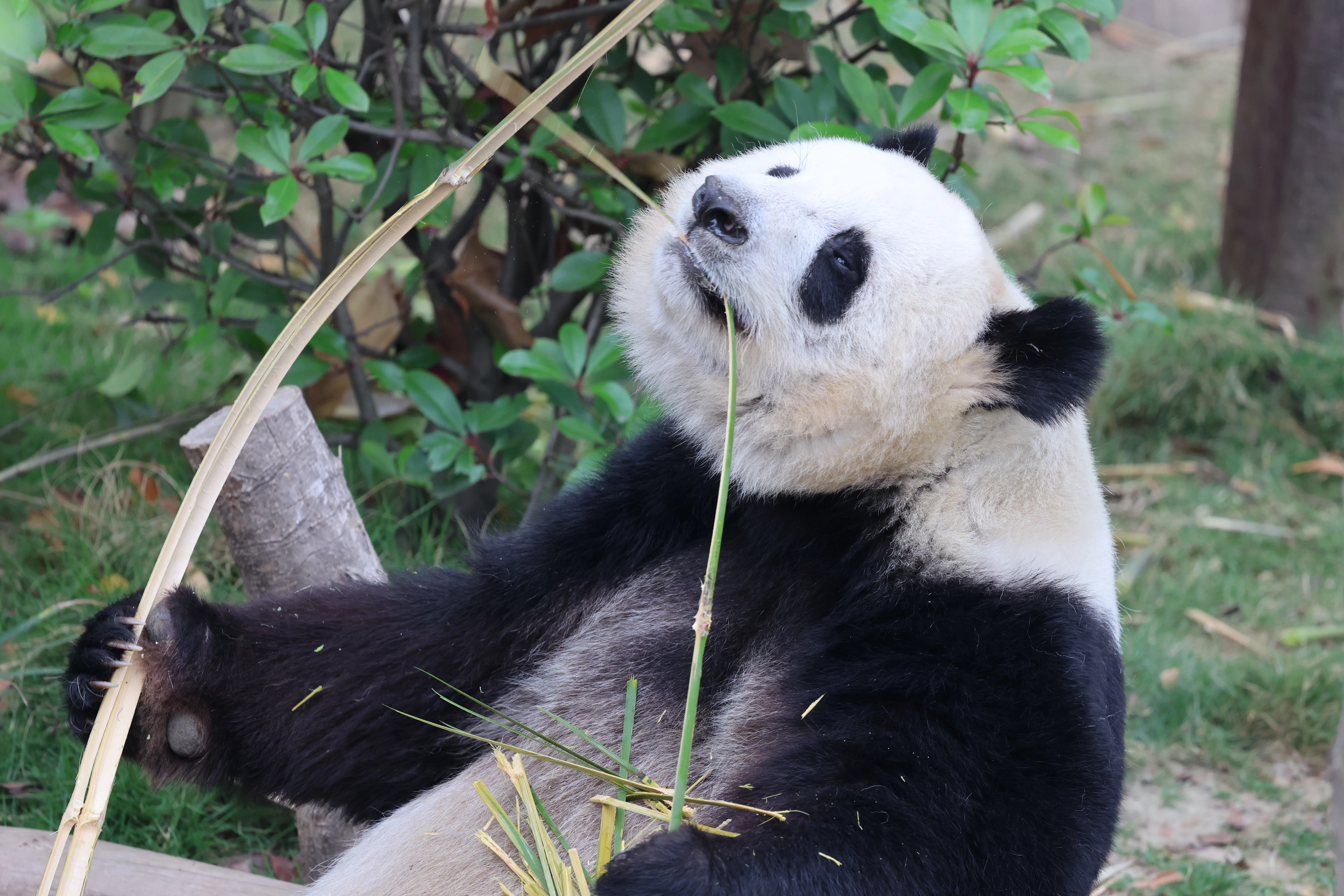 Chengdu Research Base of Giant Panda Breeding