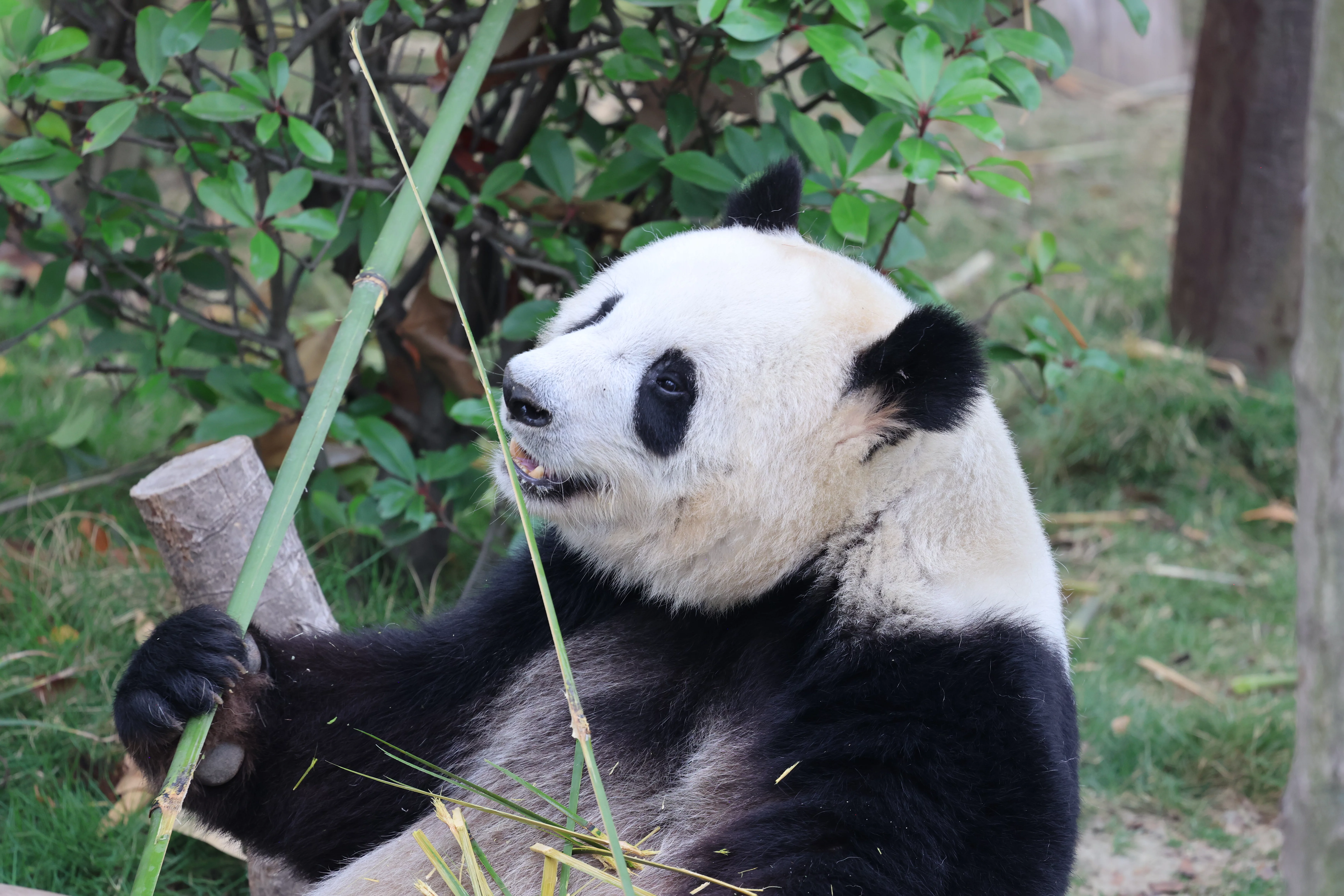Chengdu Research Base of Giant Panda Breeding