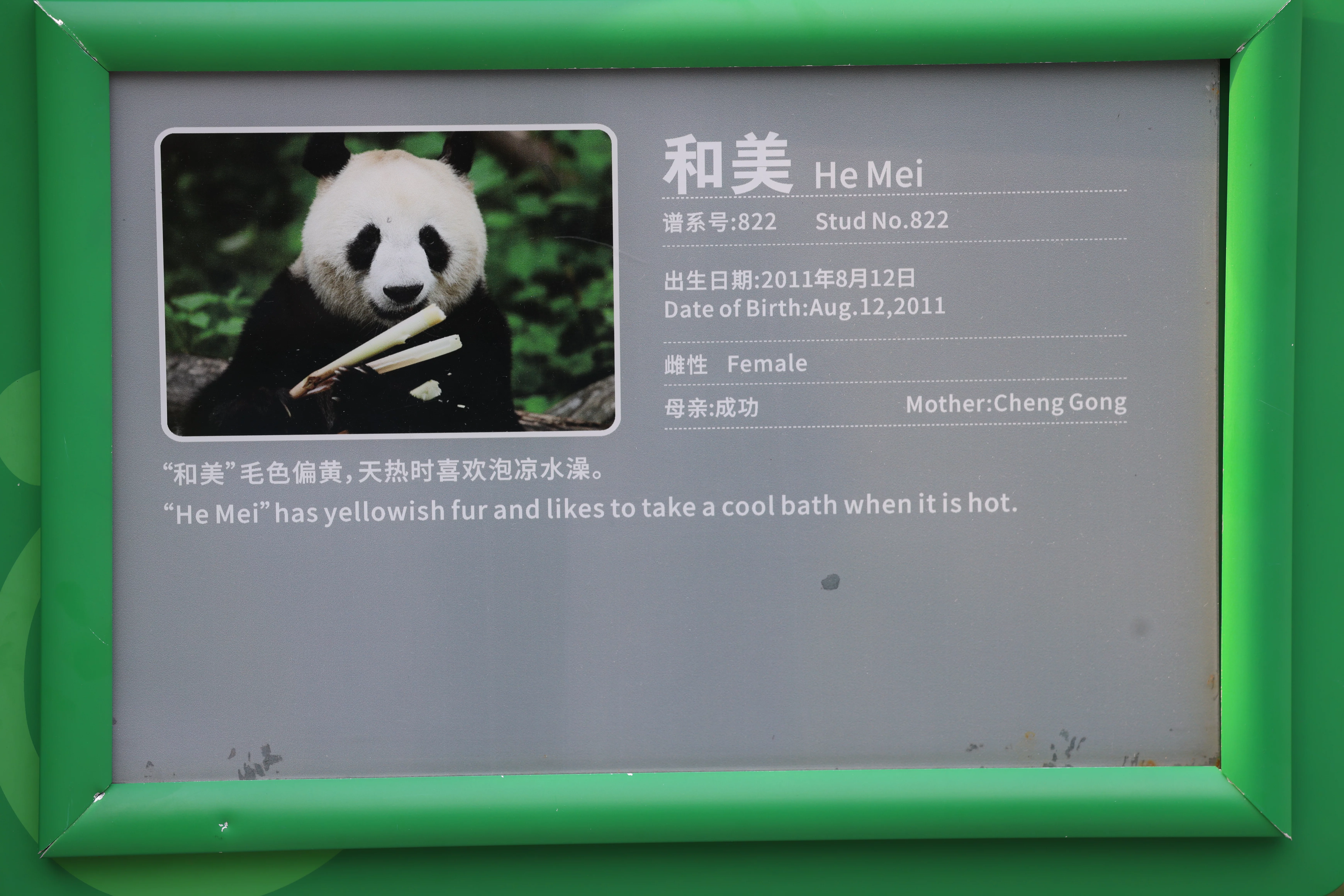 Chengdu Research Base of Giant Panda Breeding