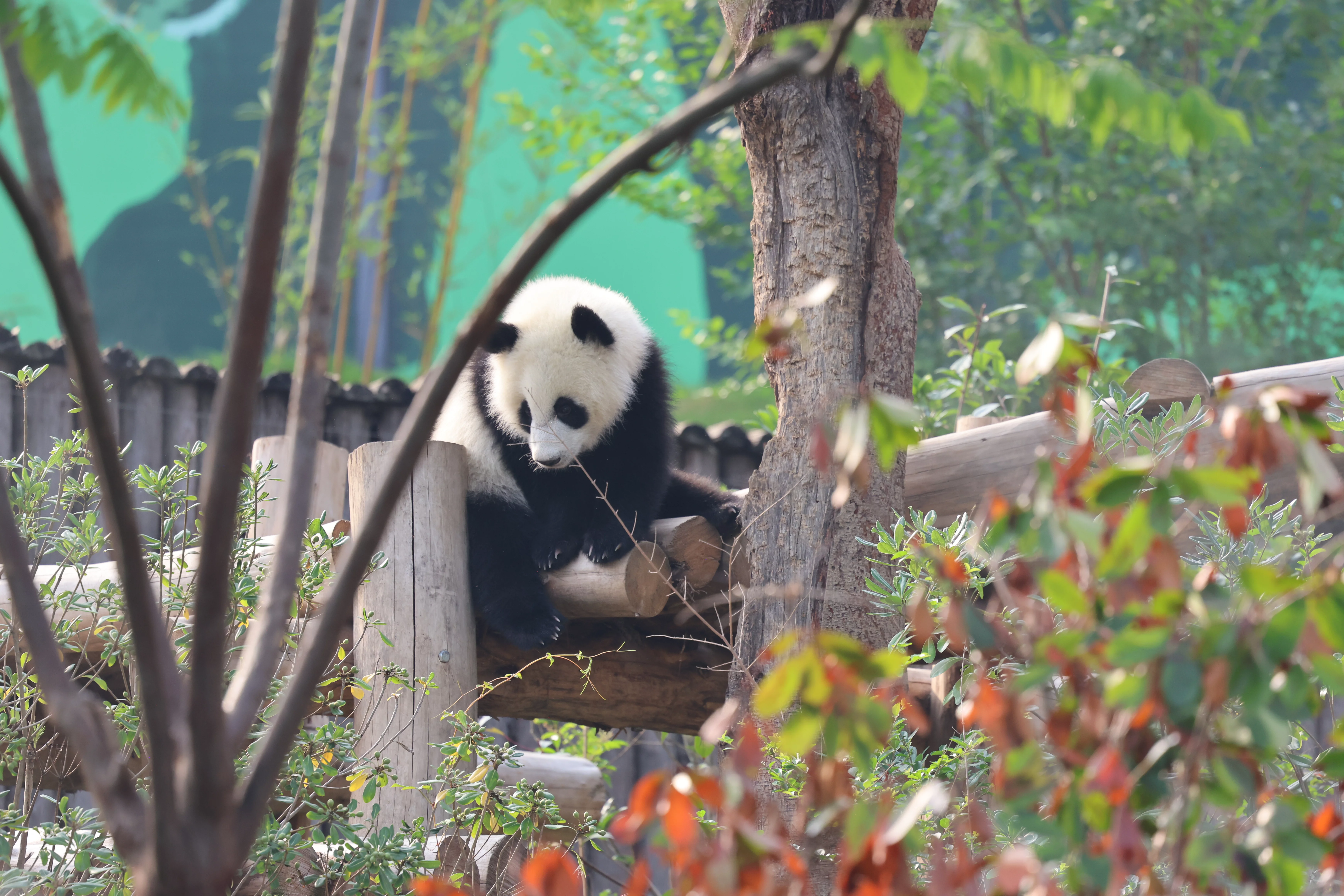 Chengdu Research Base of Giant Panda Breeding