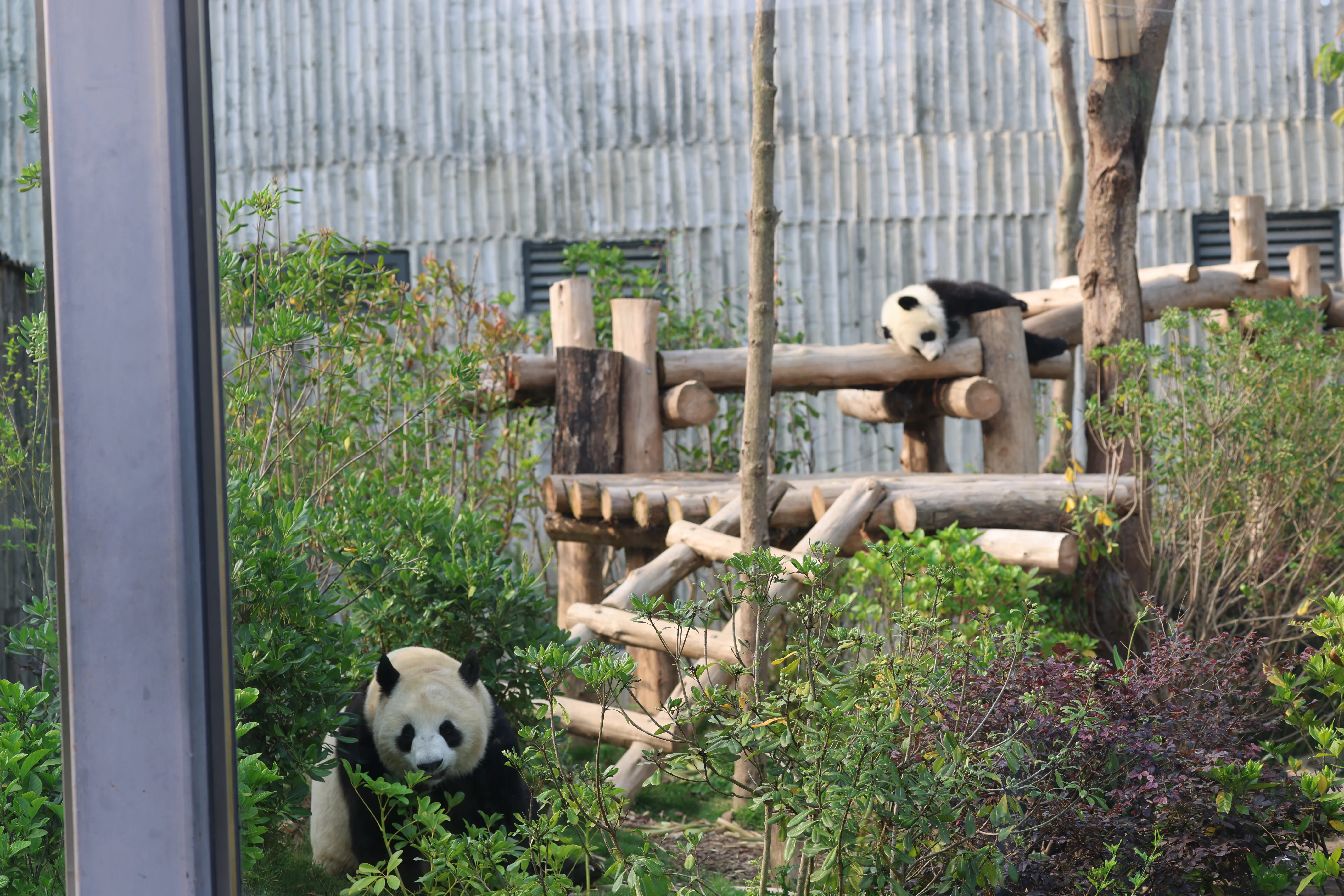 Chengdu Research Base of Giant Panda Breeding