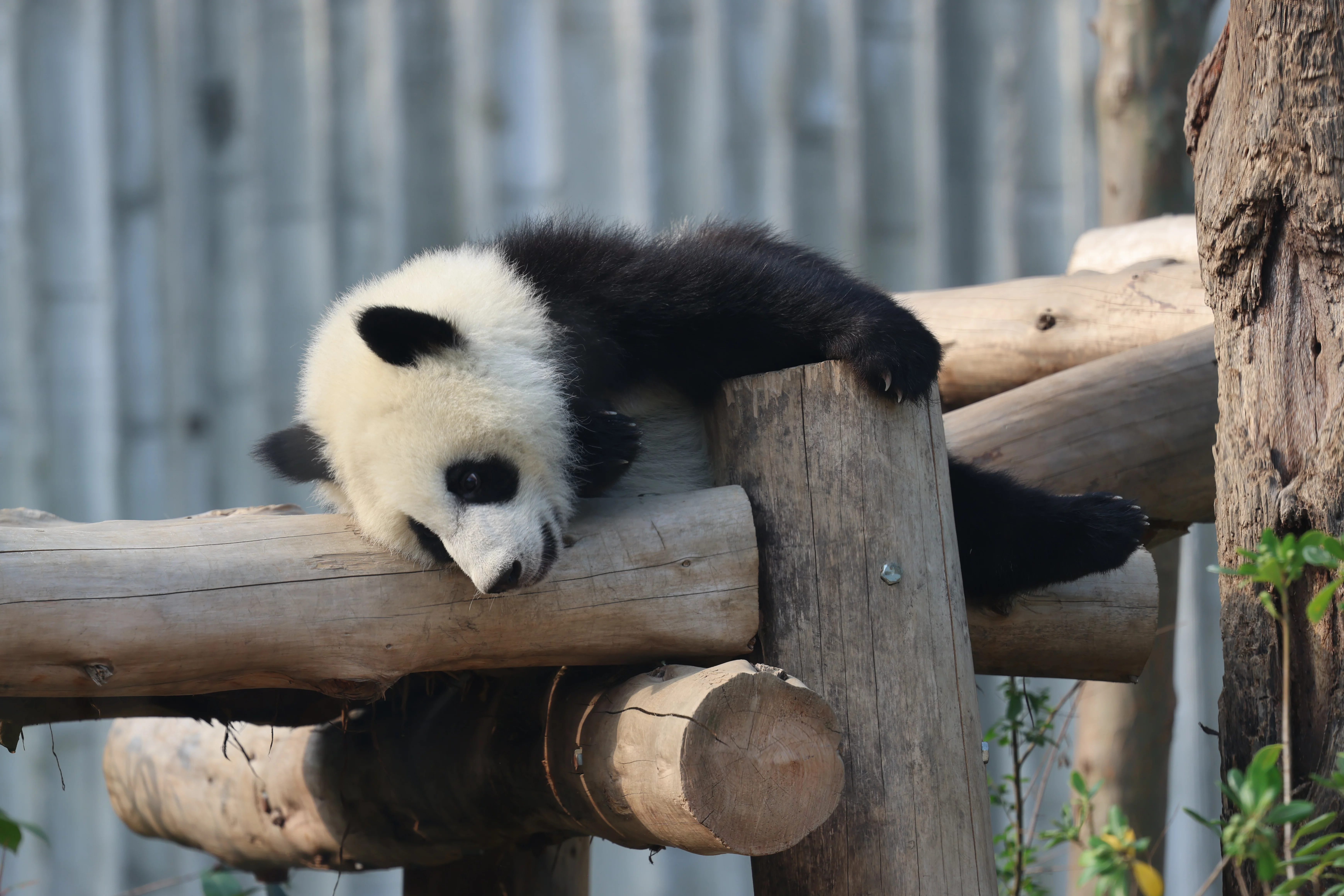 Chengdu Research Base of Giant Panda Breeding