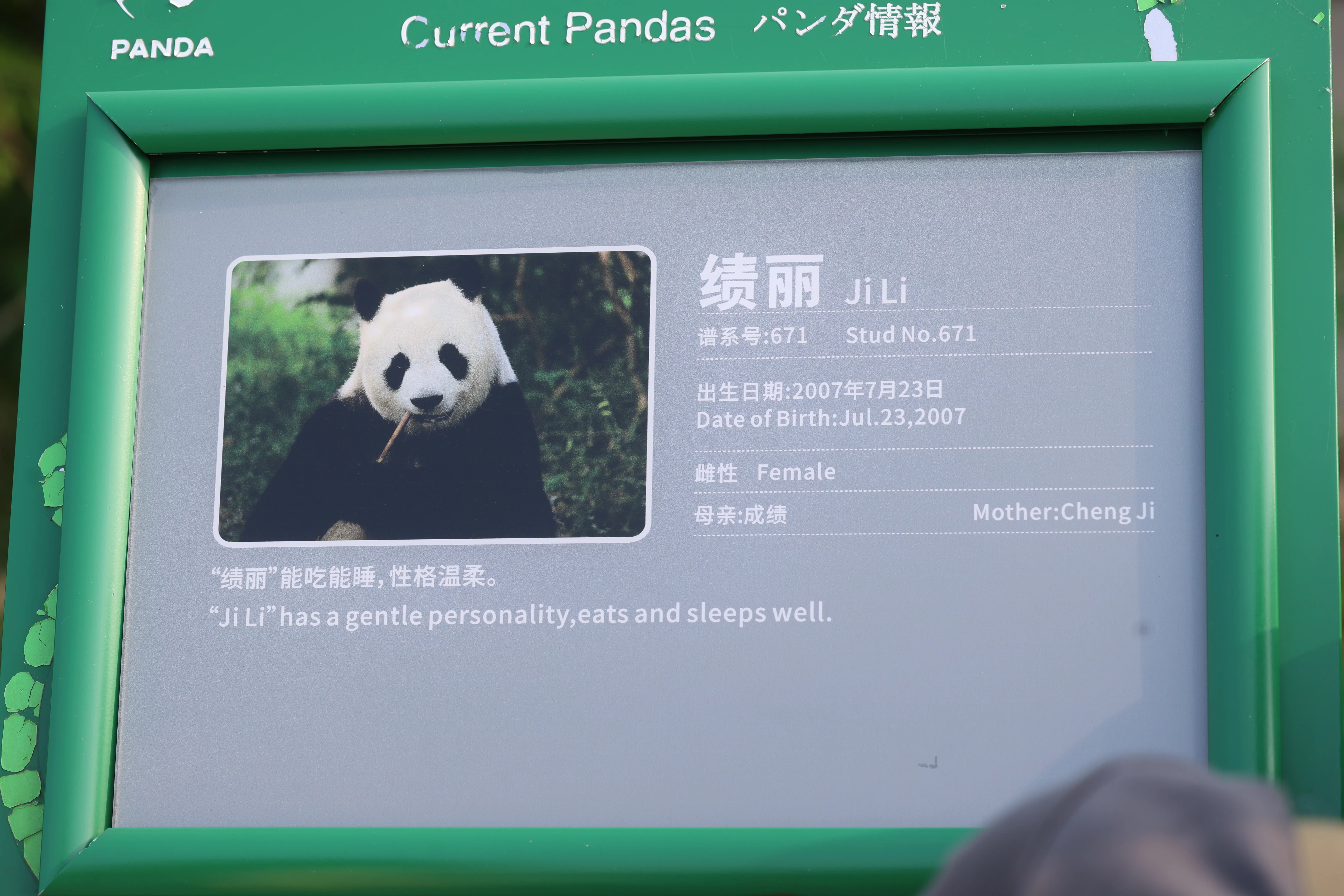 Chengdu Research Base of Giant Panda Breeding