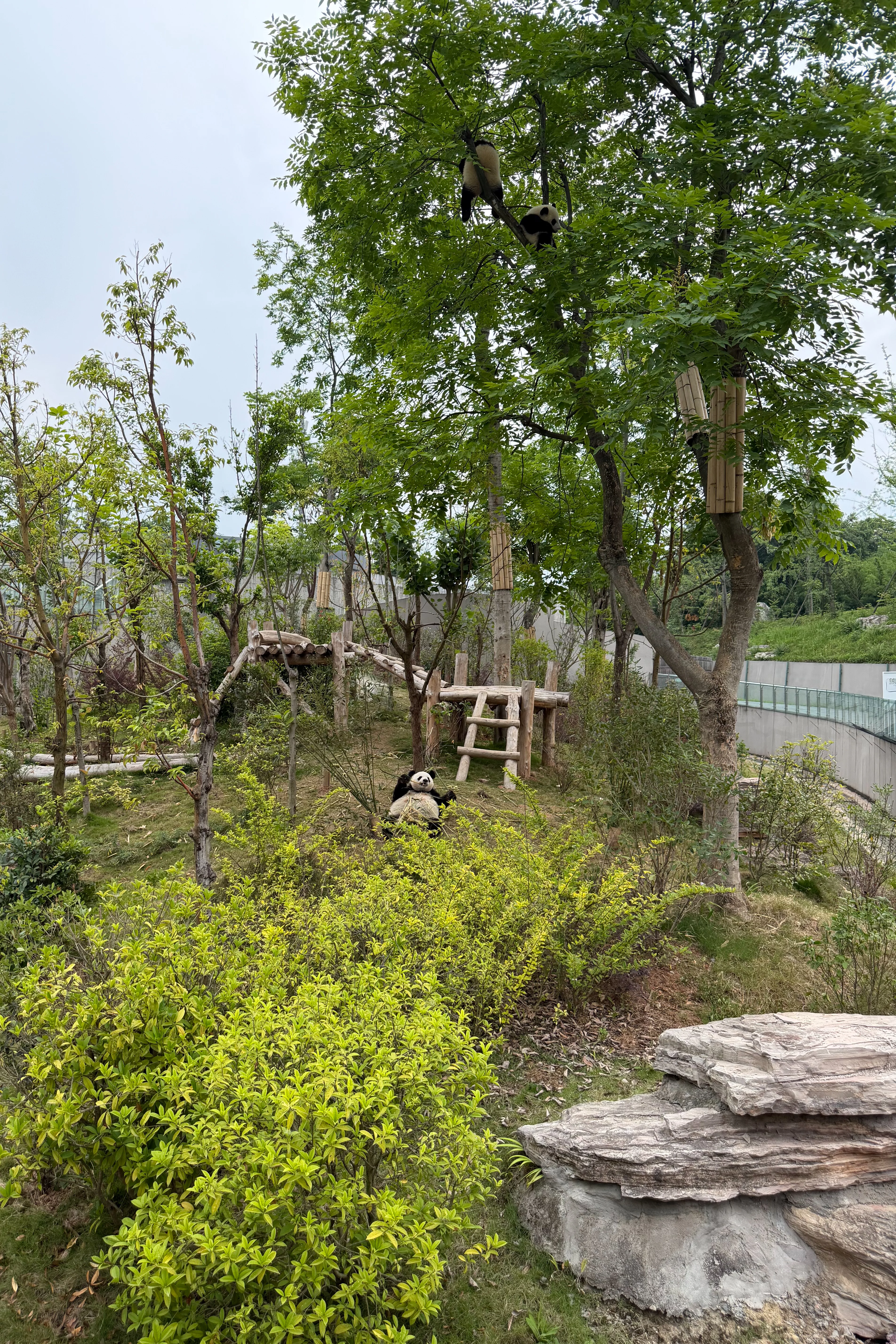 Chengdu Research Base of Giant Panda Breeding