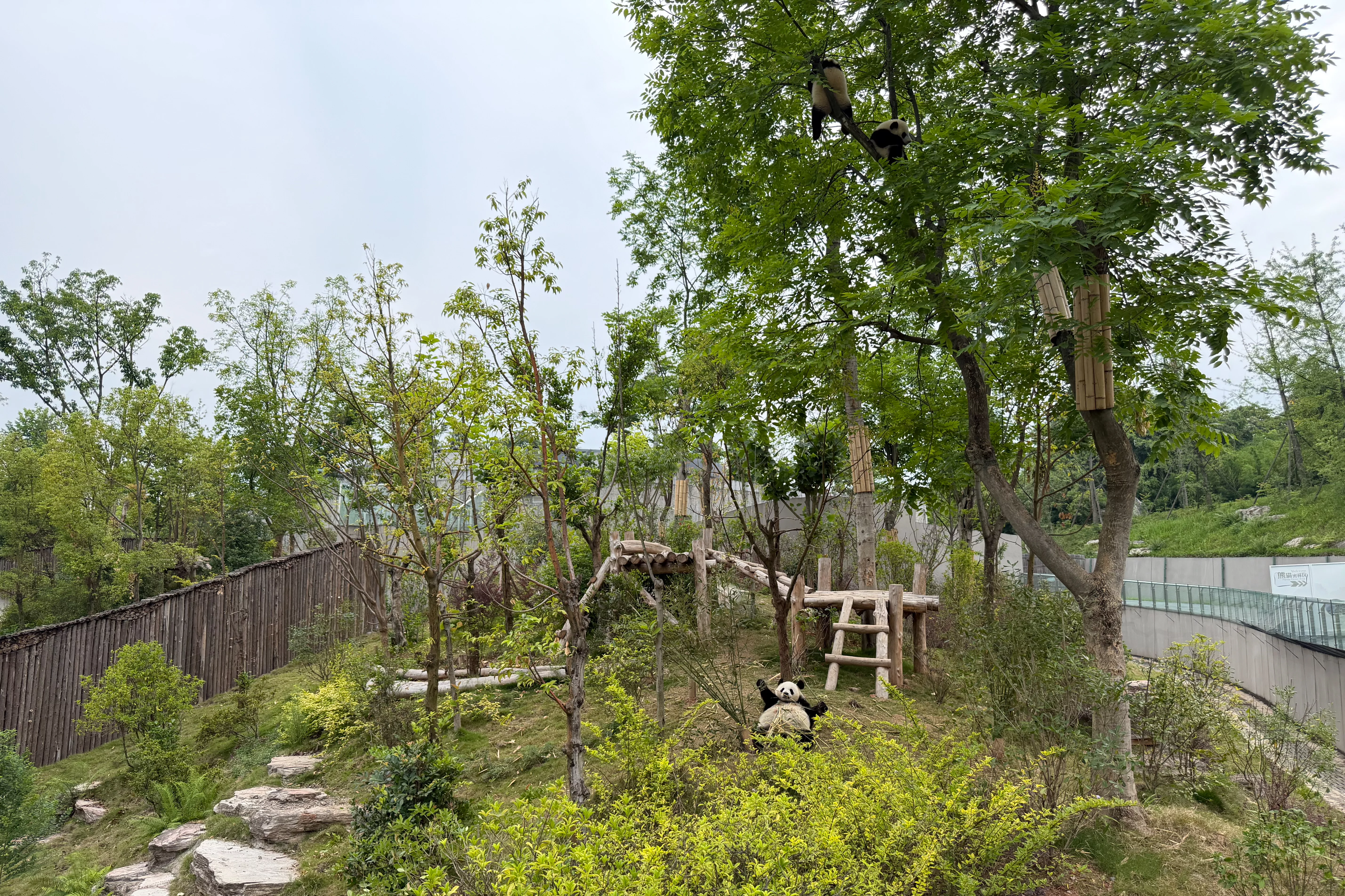 Chengdu Research Base of Giant Panda Breeding