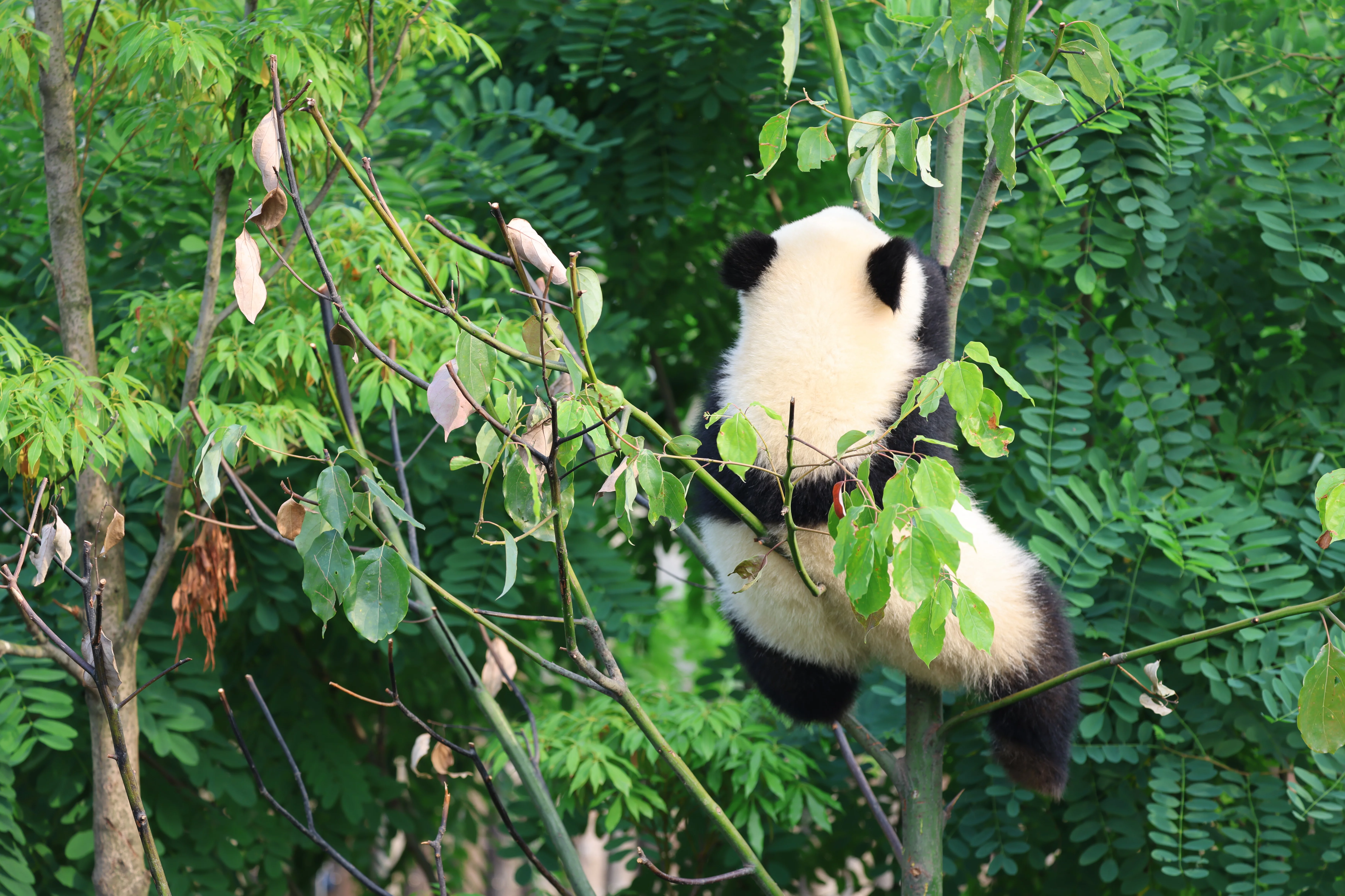 Chengdu Research Base of Giant Panda Breeding
