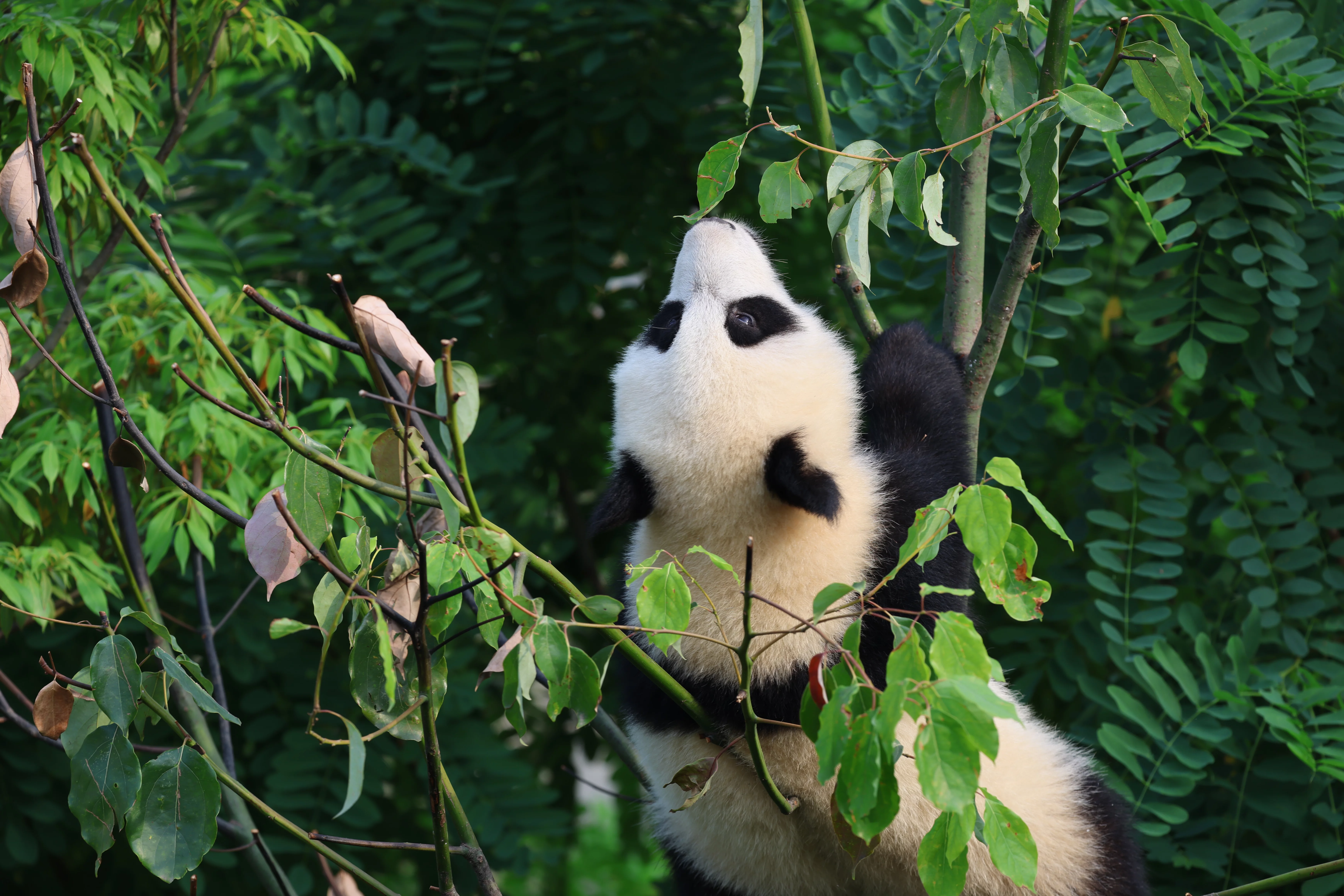 Chengdu Research Base of Giant Panda Breeding