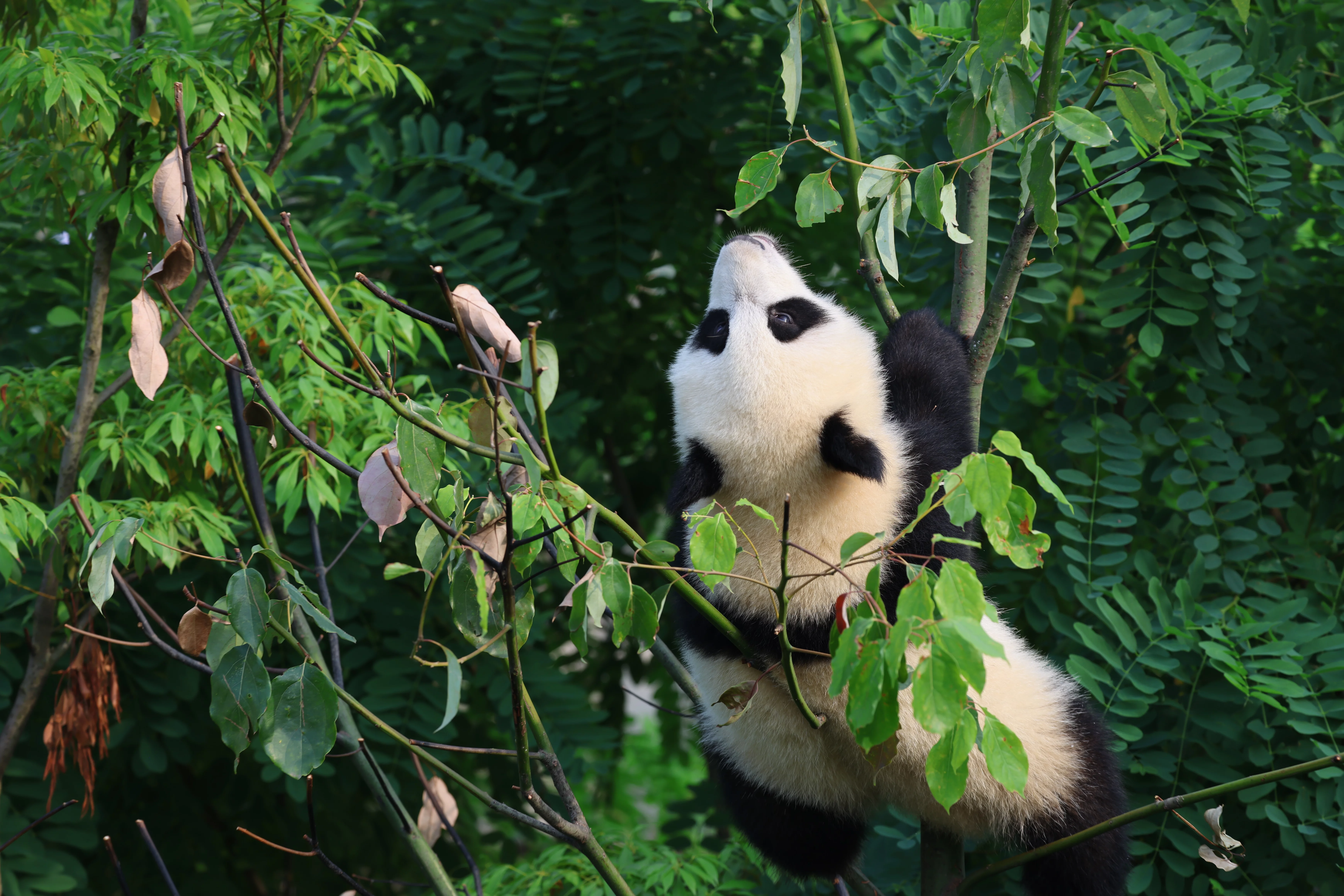 Chengdu Research Base of Giant Panda Breeding