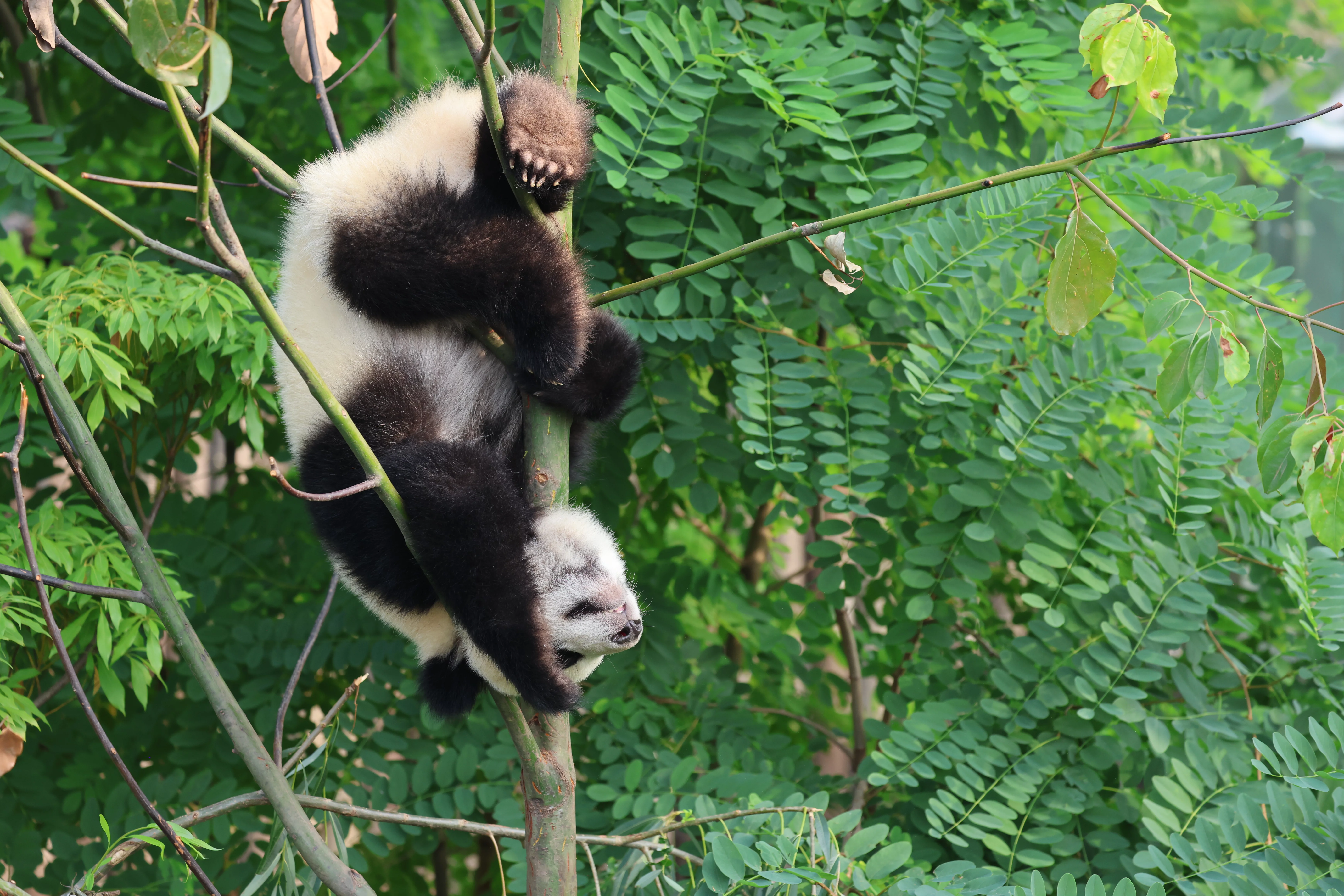 Chengdu Research Base of Giant Panda Breeding