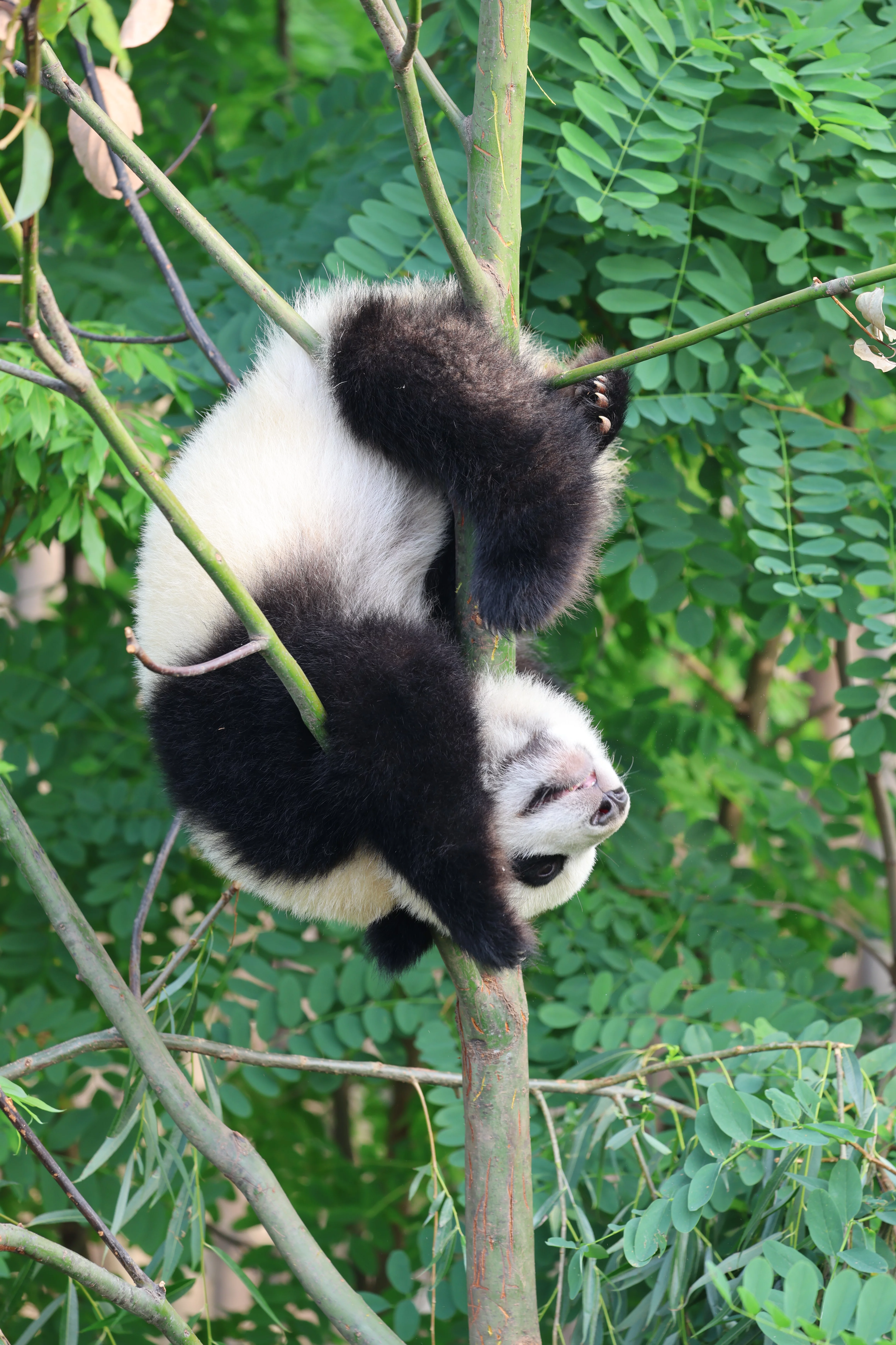 Chengdu Research Base of Giant Panda Breeding