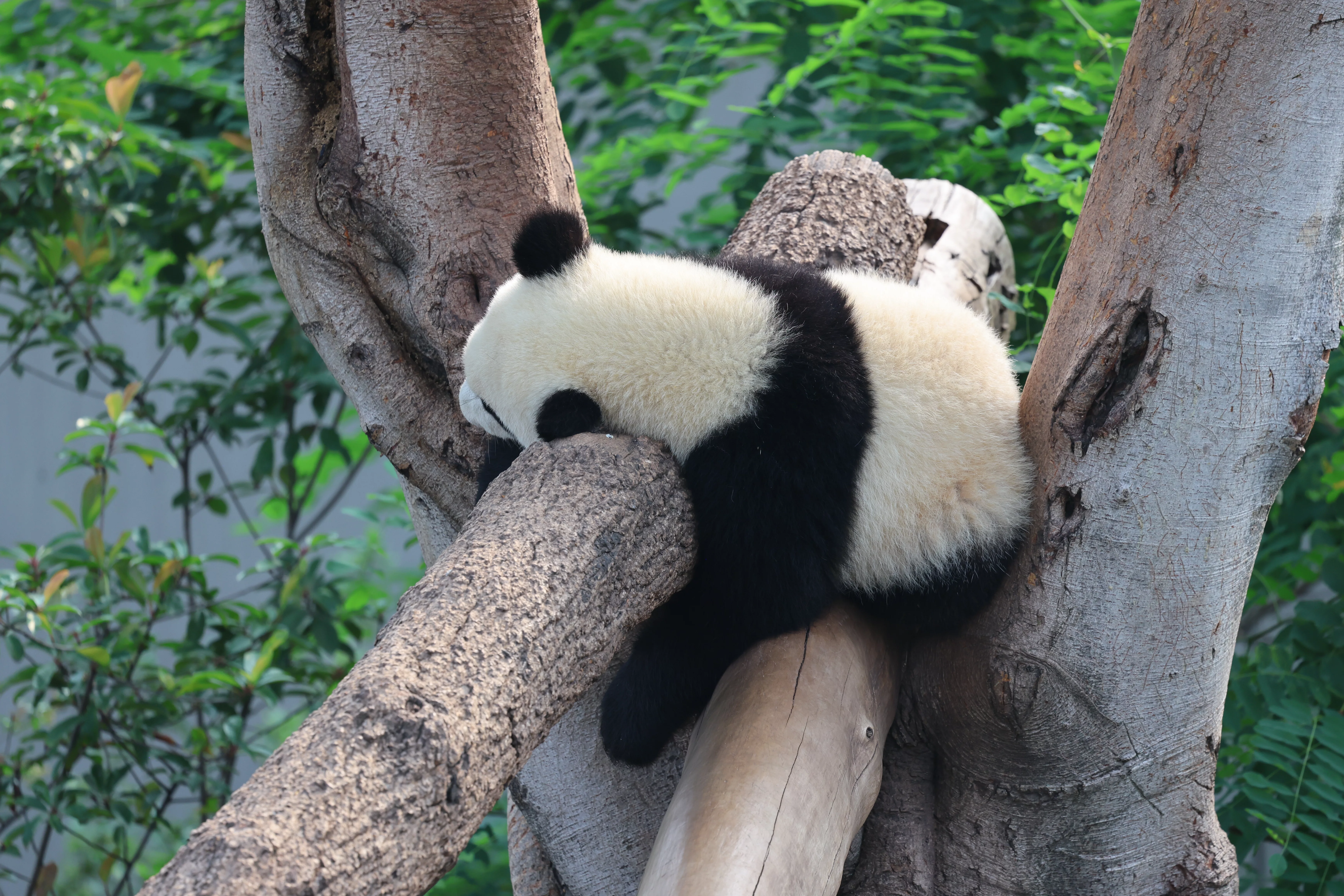 Chengdu Research Base of Giant Panda Breeding