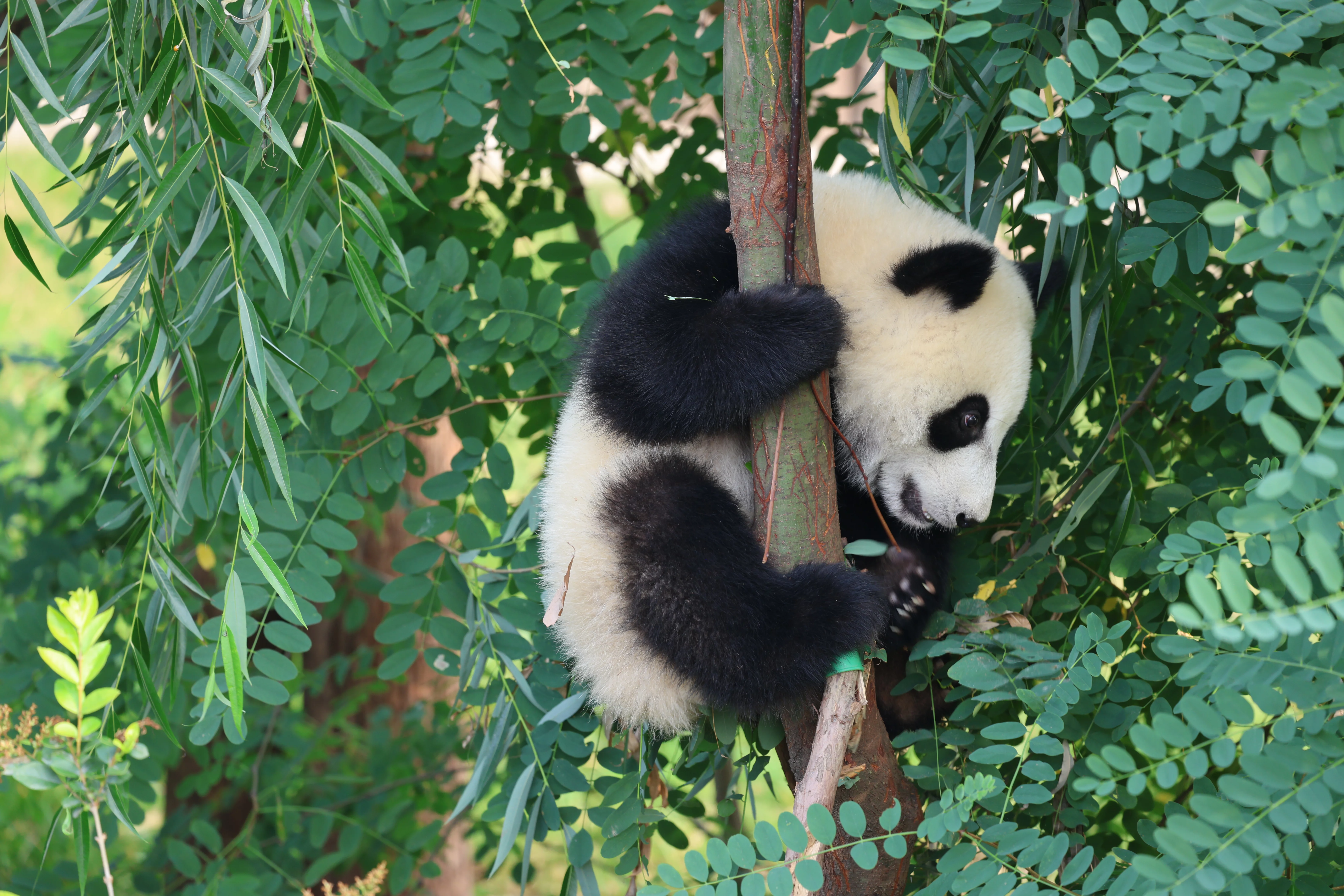 Chengdu Research Base of Giant Panda Breeding