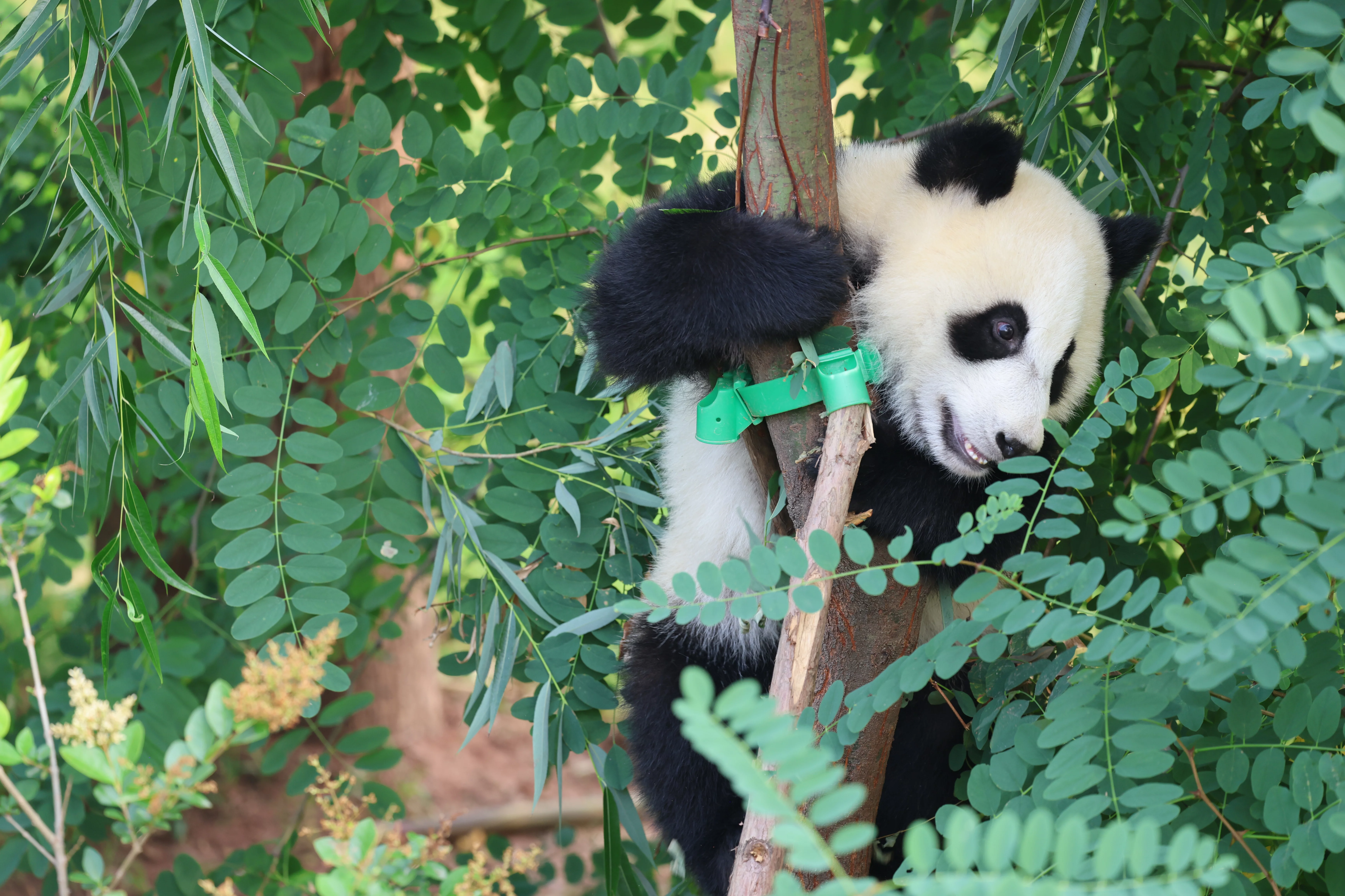 Chengdu Research Base of Giant Panda Breeding