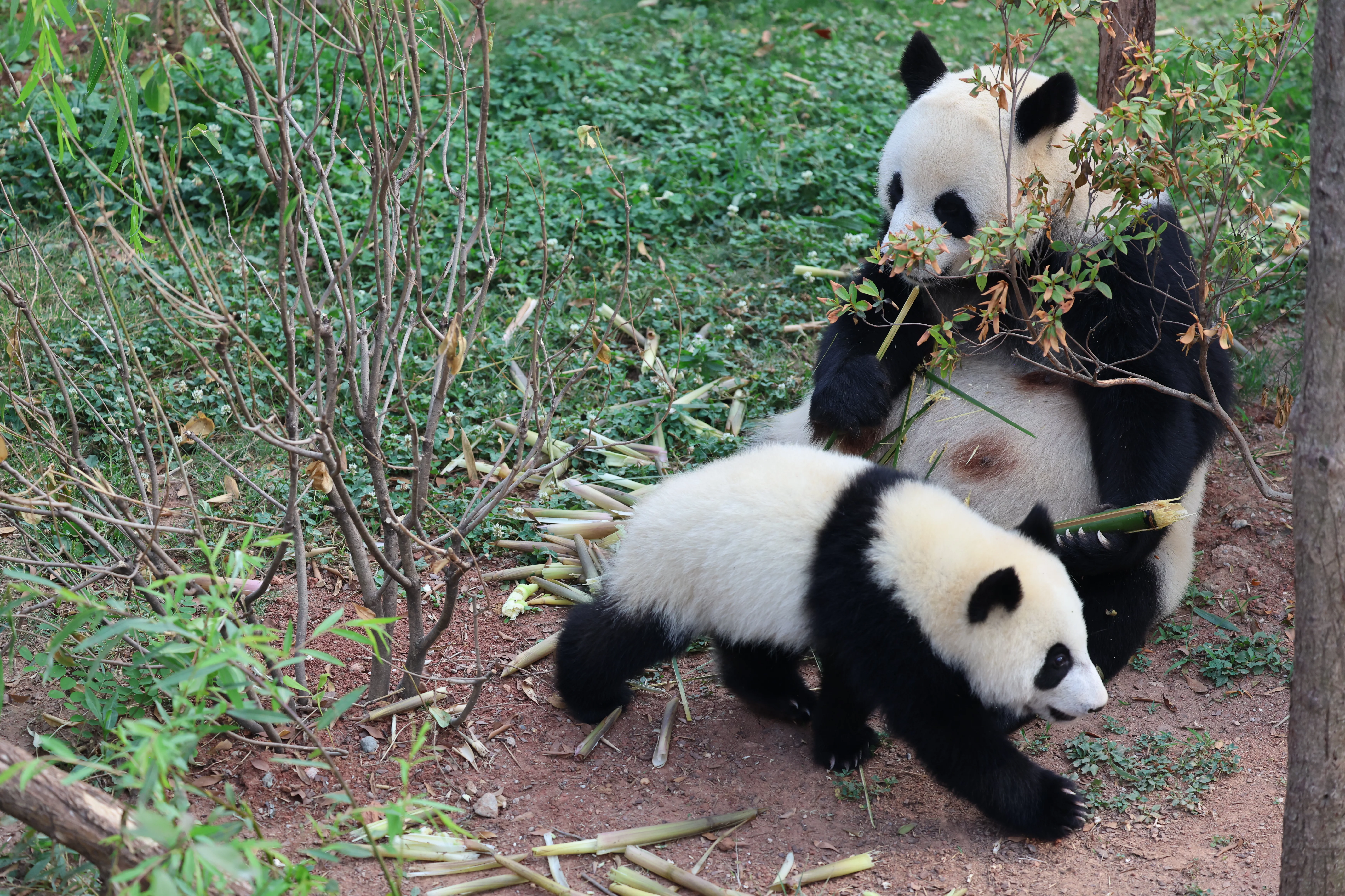 Chengdu Research Base of Giant Panda Breeding