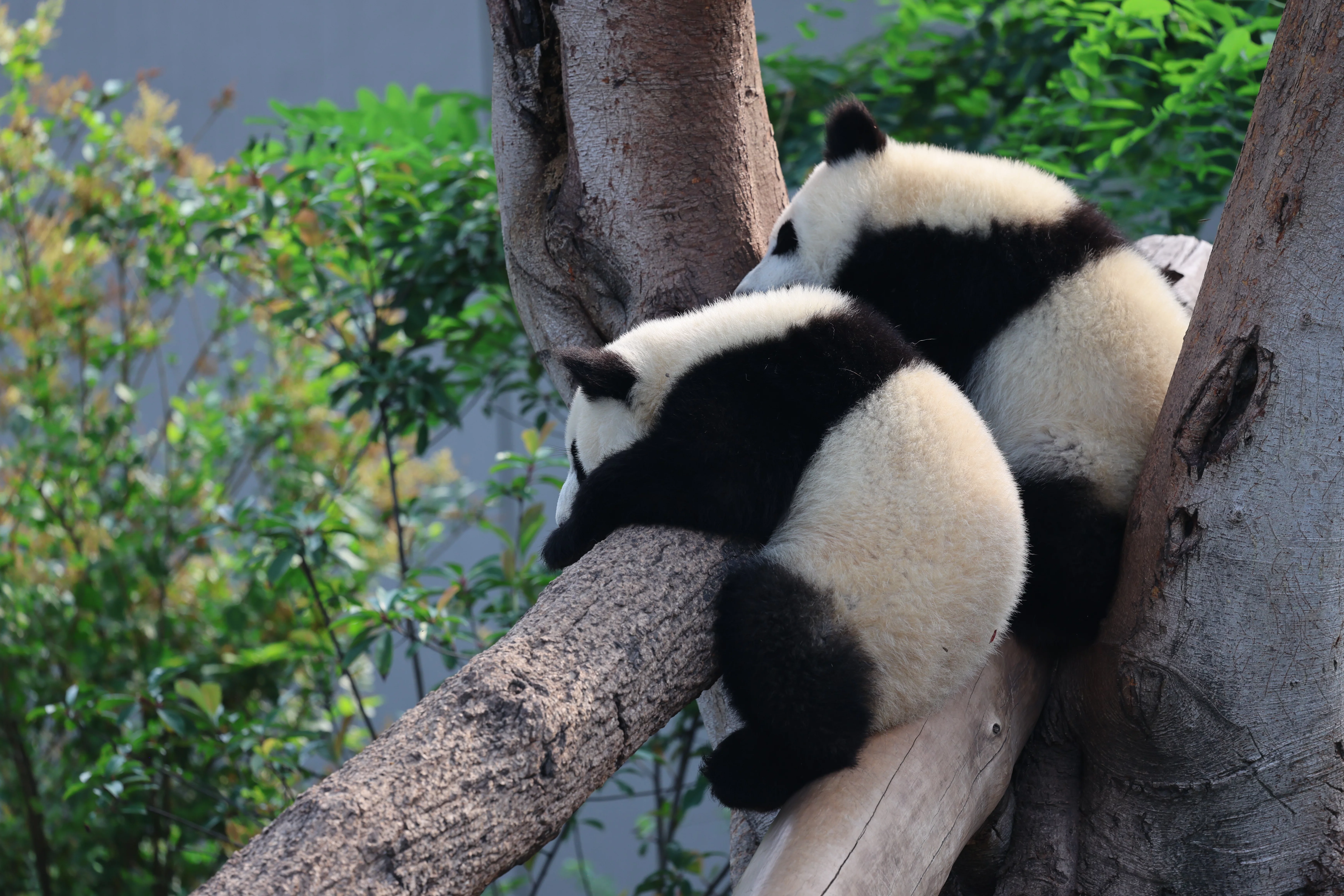 Chengdu Research Base of Giant Panda Breeding