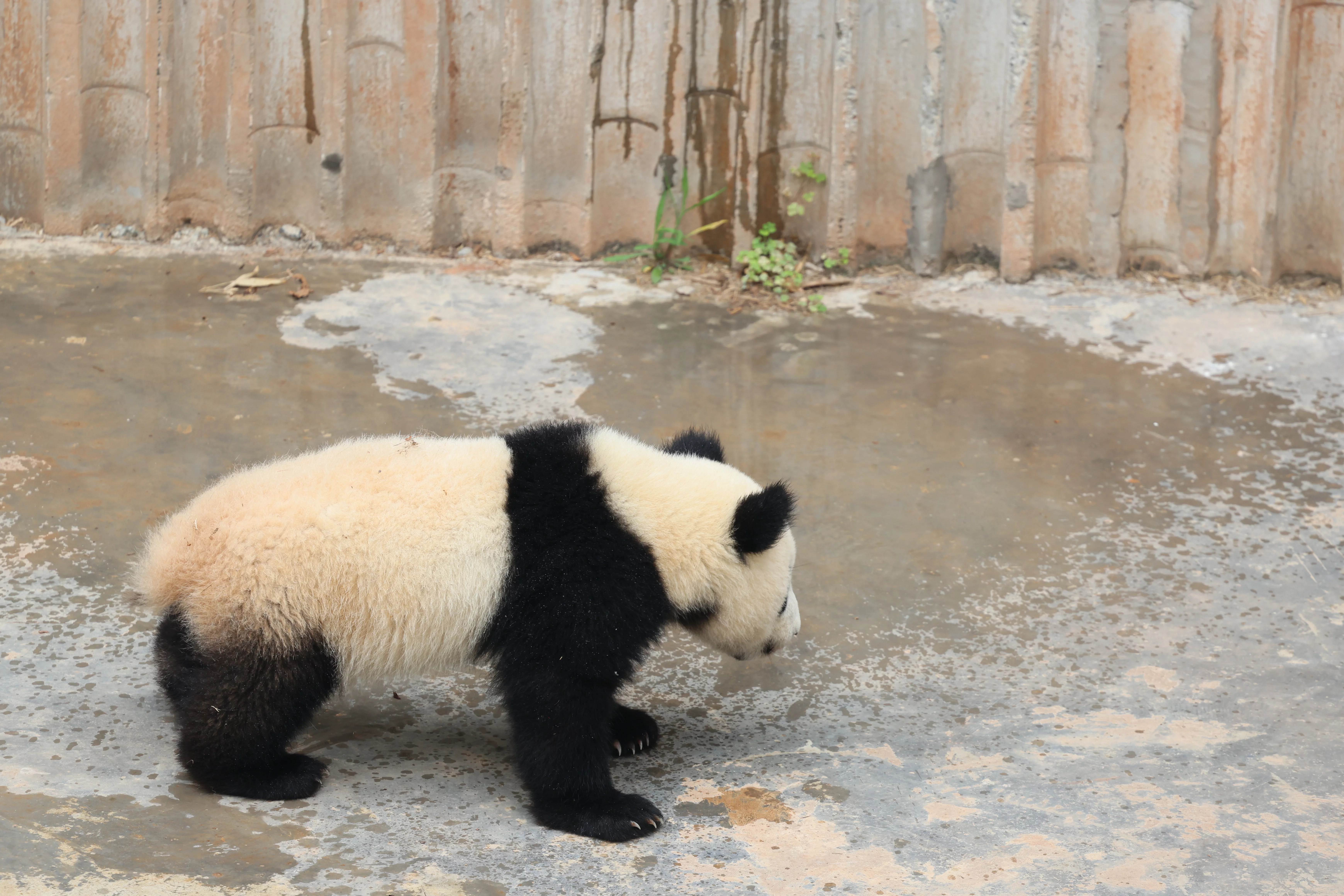 Chengdu Research Base of Giant Panda Breeding
