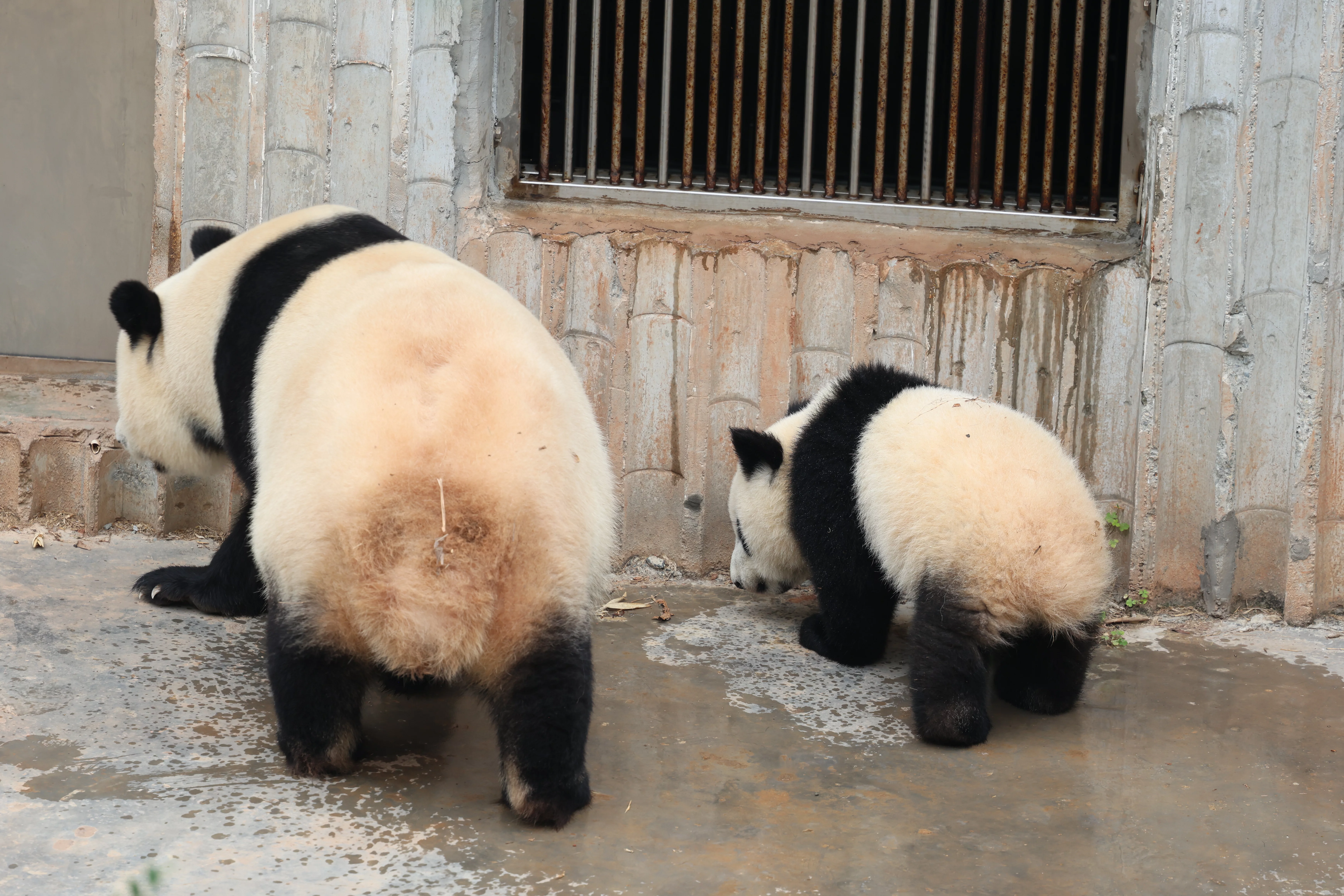 Chengdu Research Base of Giant Panda Breeding