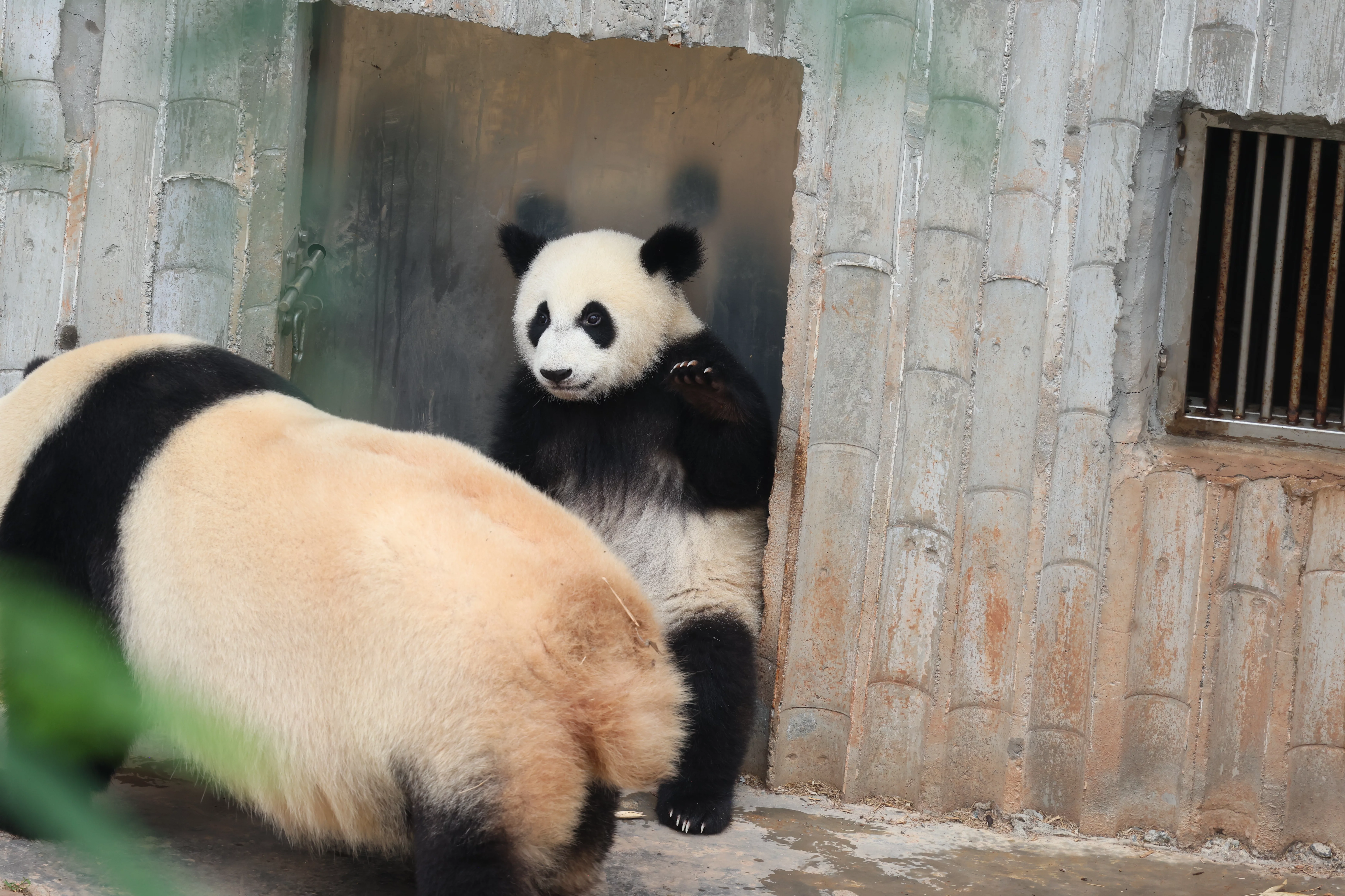 Chengdu Research Base of Giant Panda Breeding