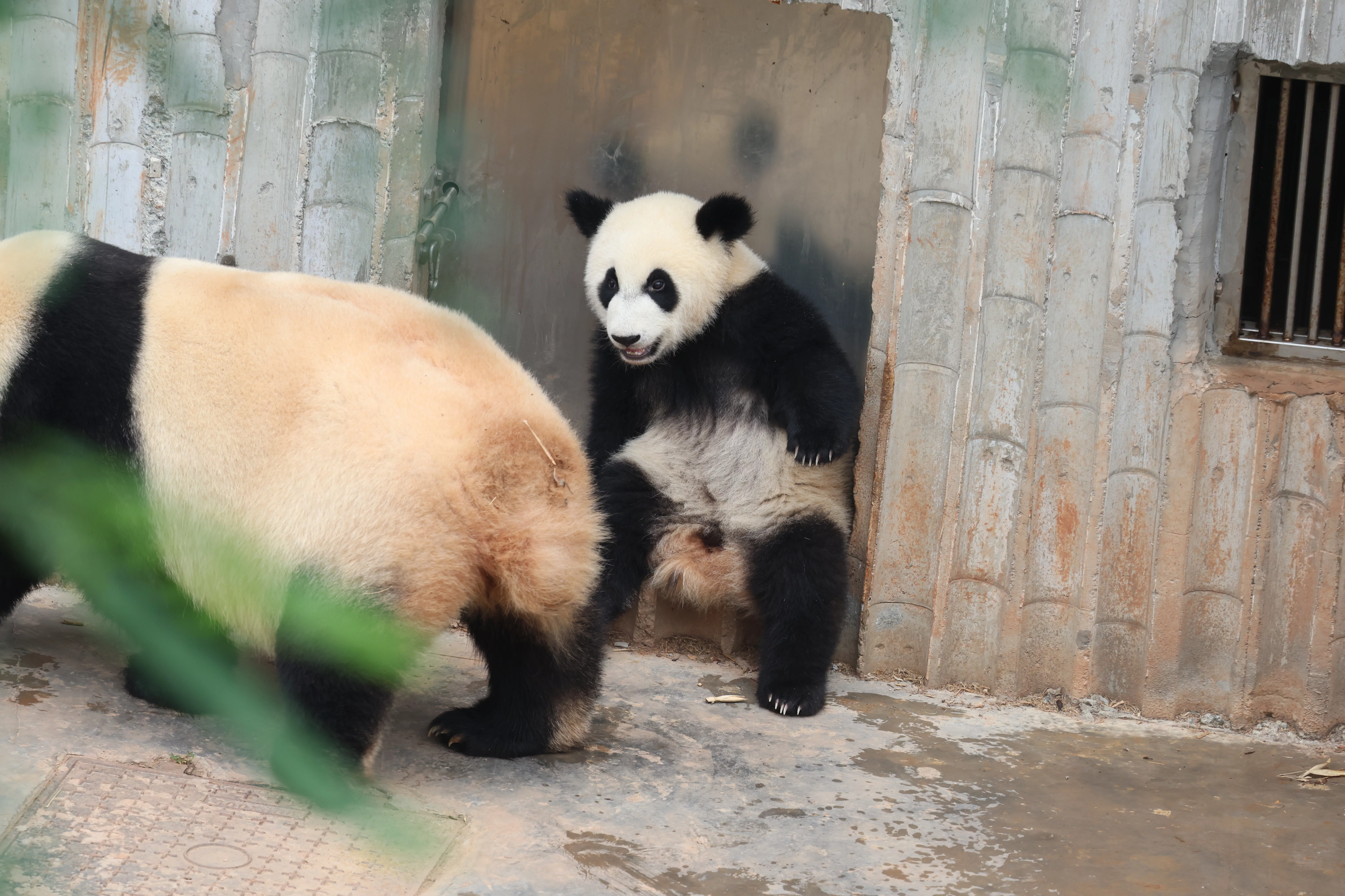 Chengdu Research Base of Giant Panda Breeding
