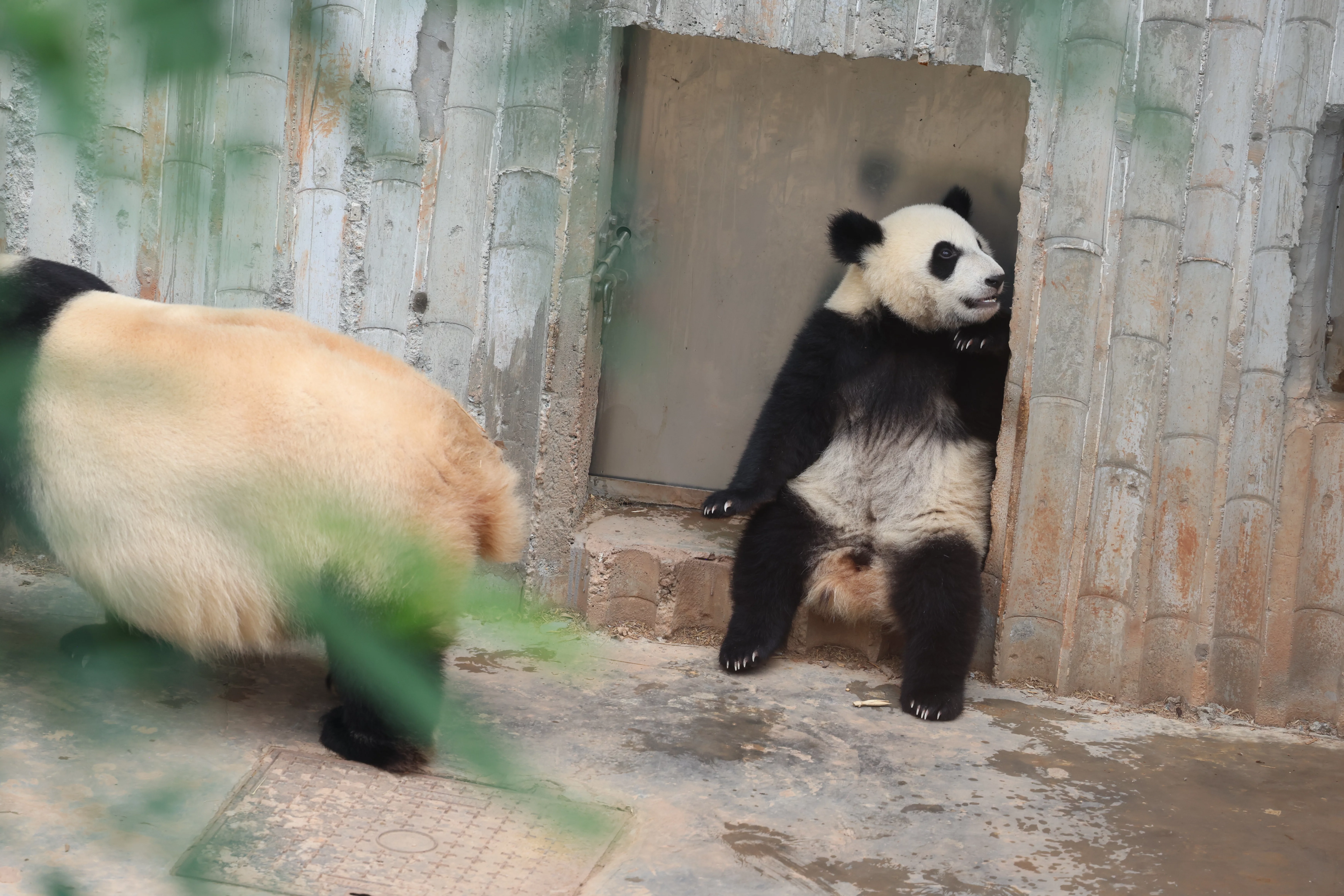Chengdu Research Base of Giant Panda Breeding