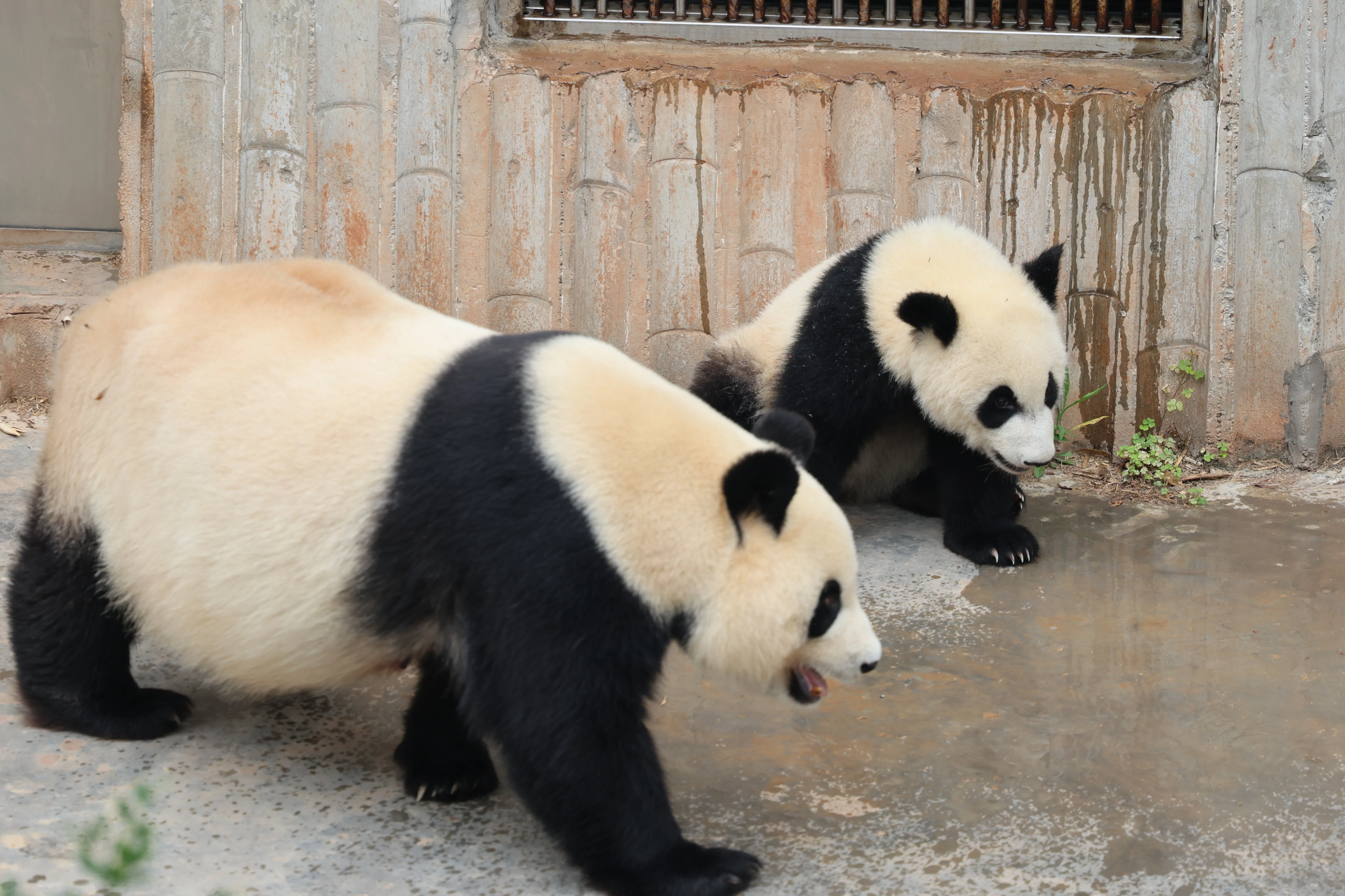 Chengdu Research Base of Giant Panda Breeding