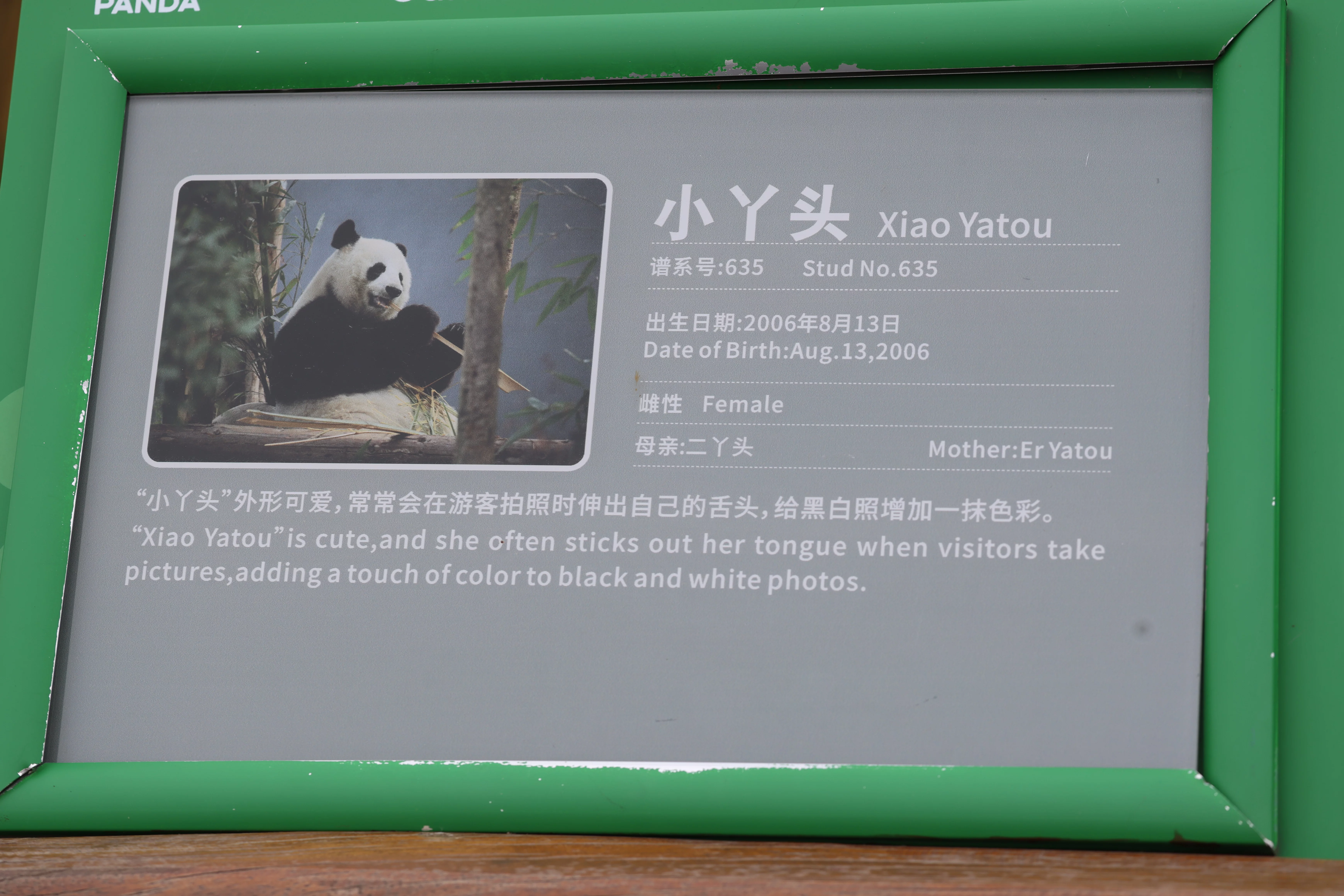 Chengdu Research Base of Giant Panda Breeding