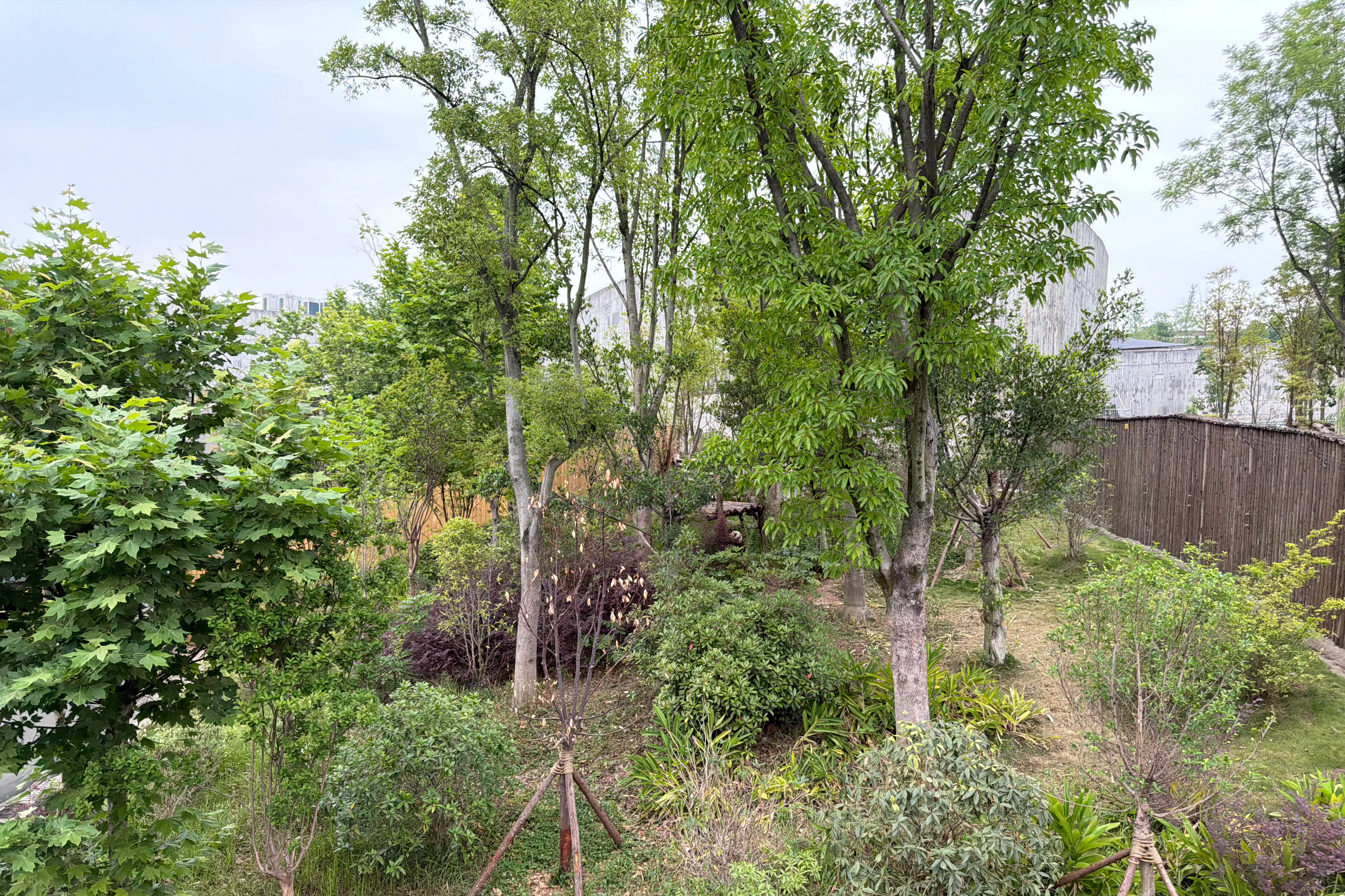 Chengdu Research Base of Giant Panda Breeding