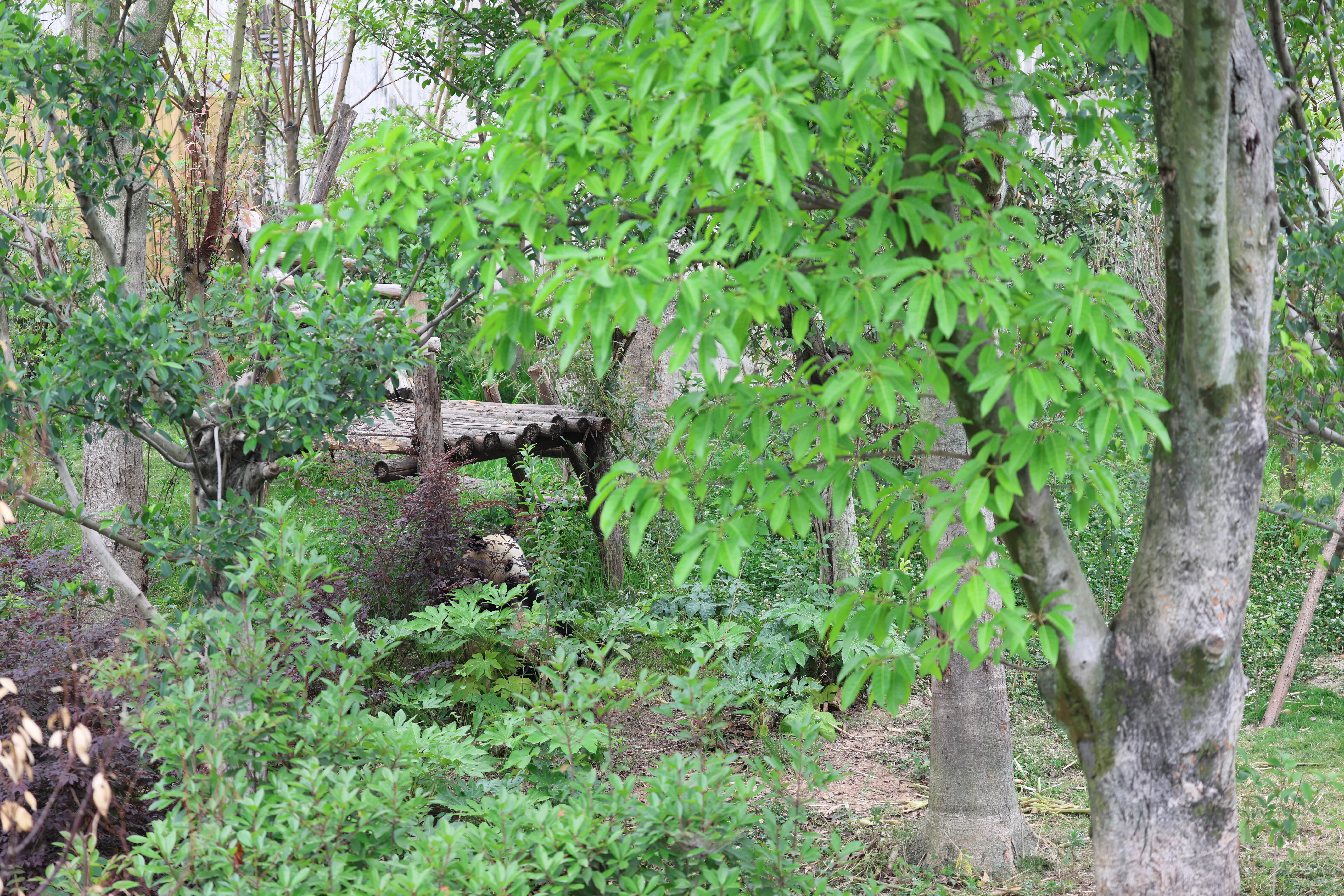 Chengdu Research Base of Giant Panda Breeding