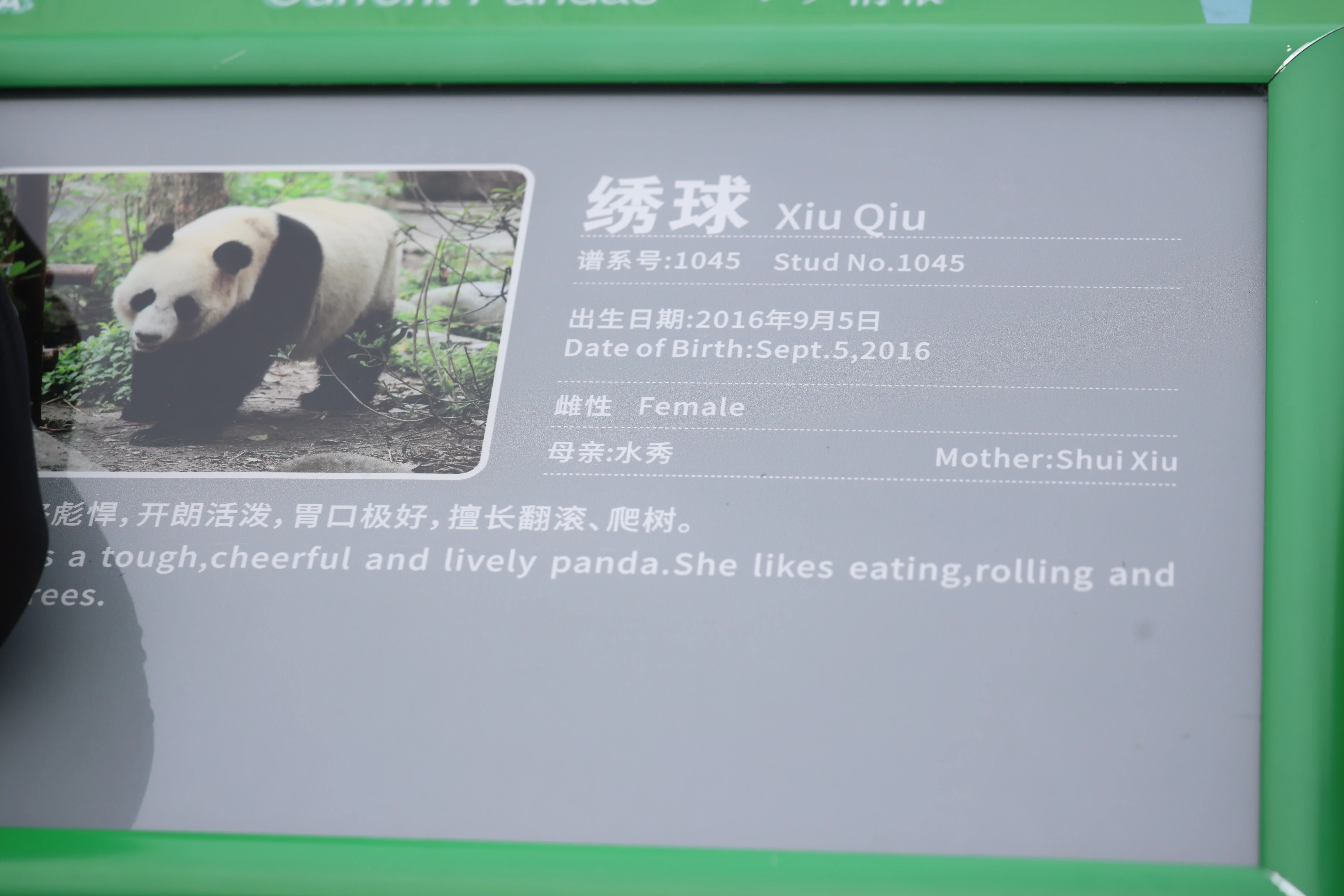 Chengdu Research Base of Giant Panda Breeding