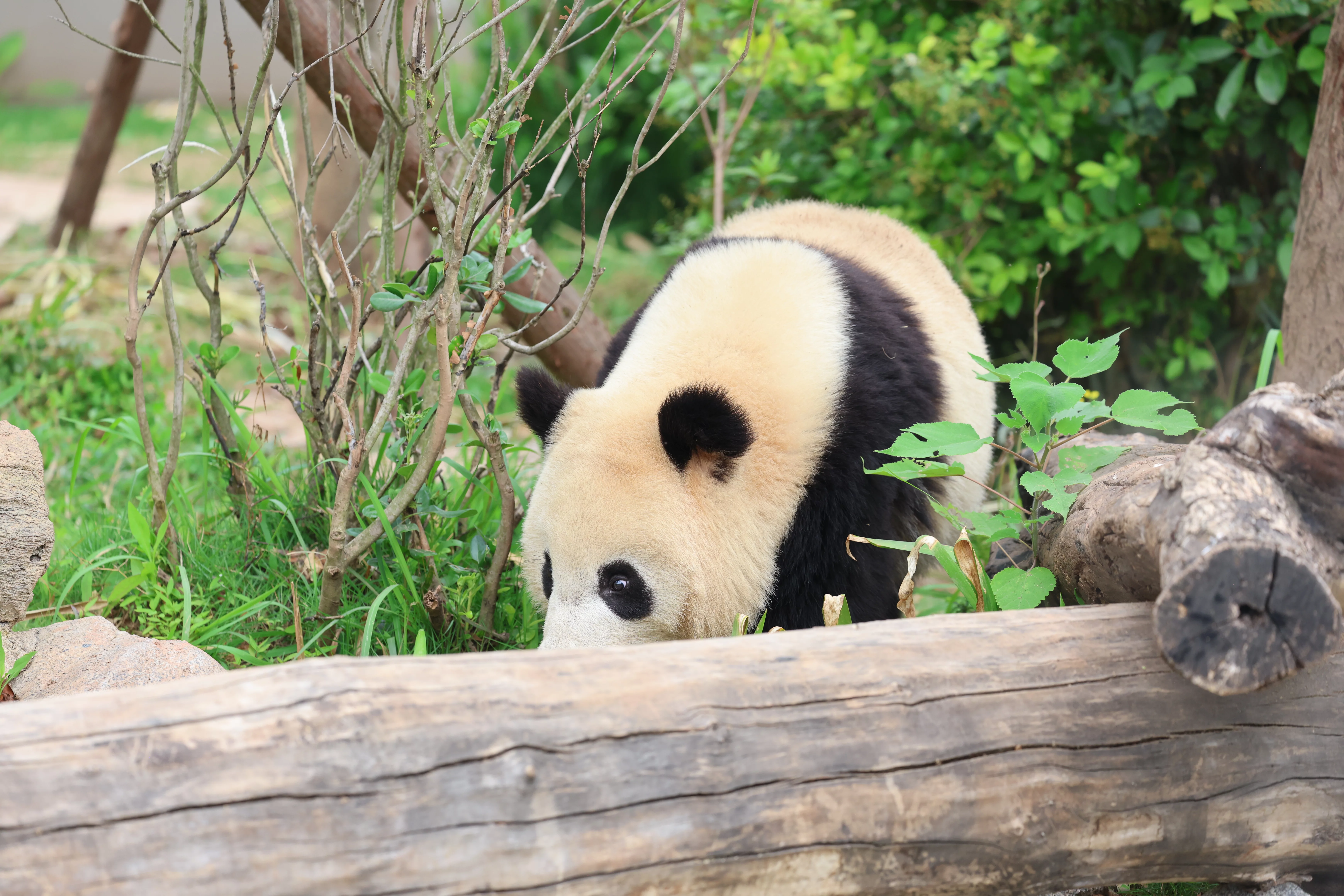 Chengdu Research Base of Giant Panda Breeding